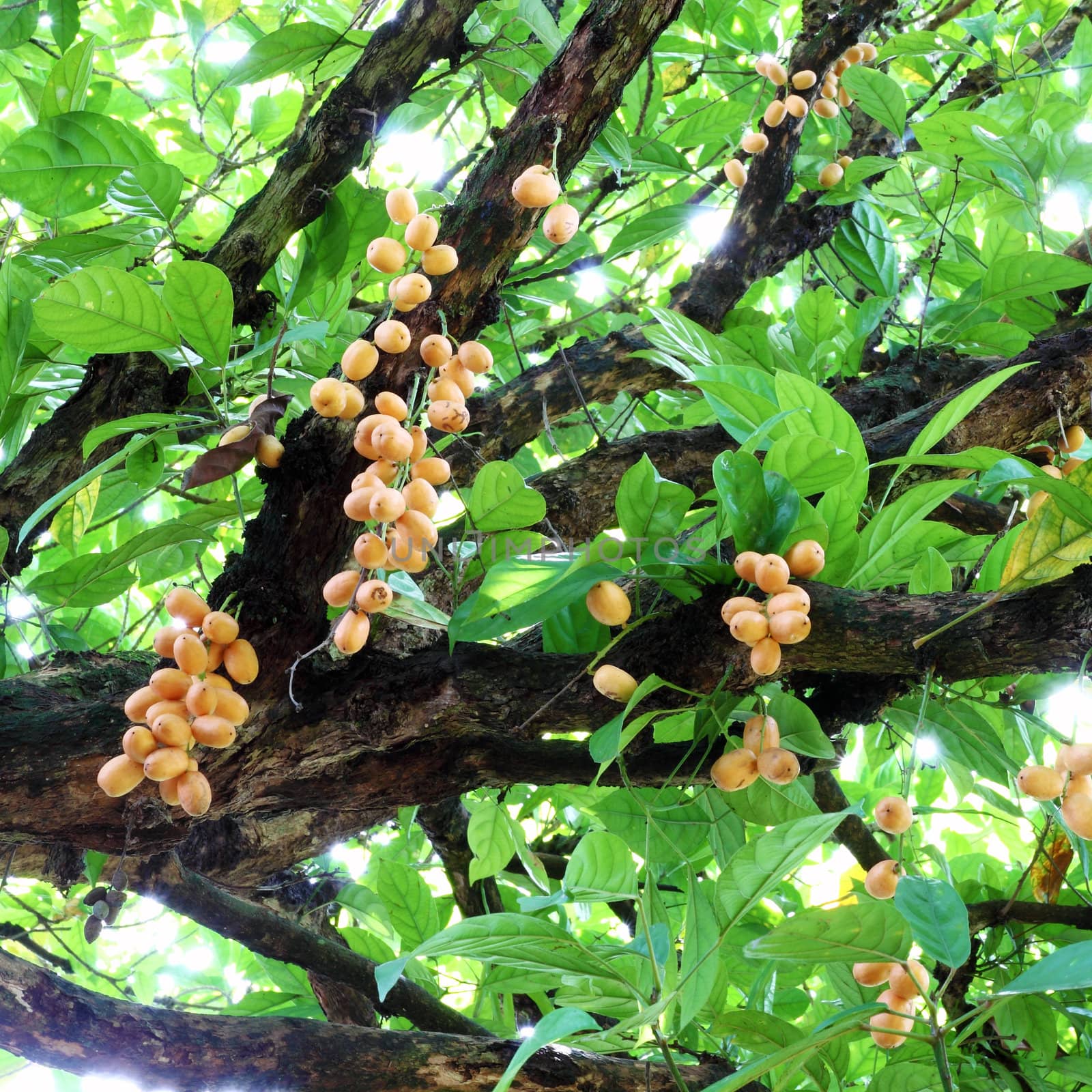 Bunch of Burmese grape (Baccaurea ramiflora) on tree