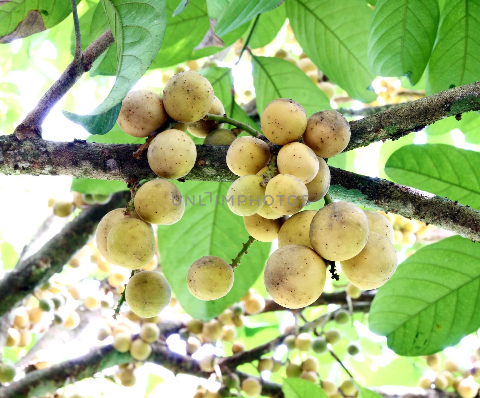 Fresh young Longkong (langsat) on tree