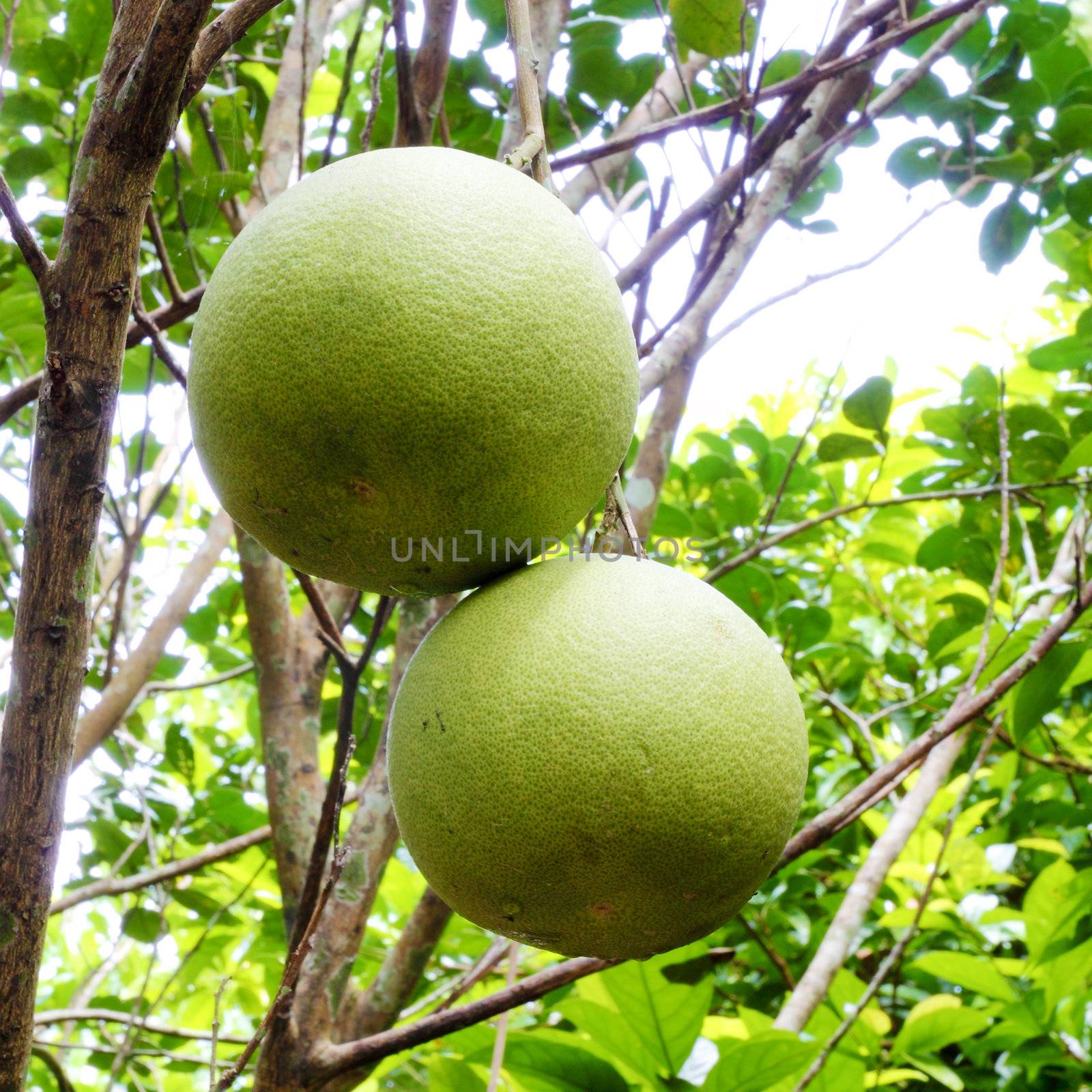 Pomelo fruit in the tree