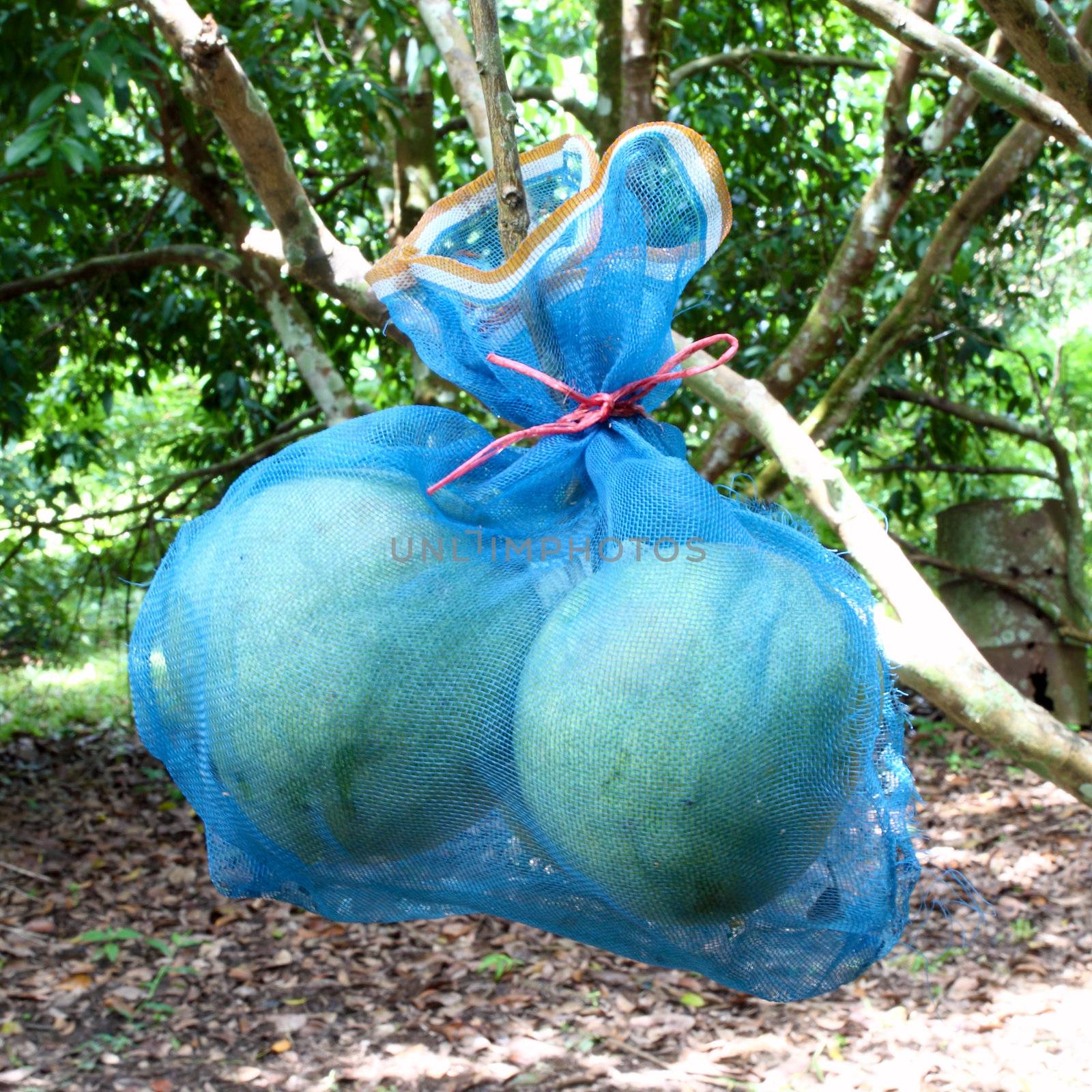 Pomelo fruit pack in the tree