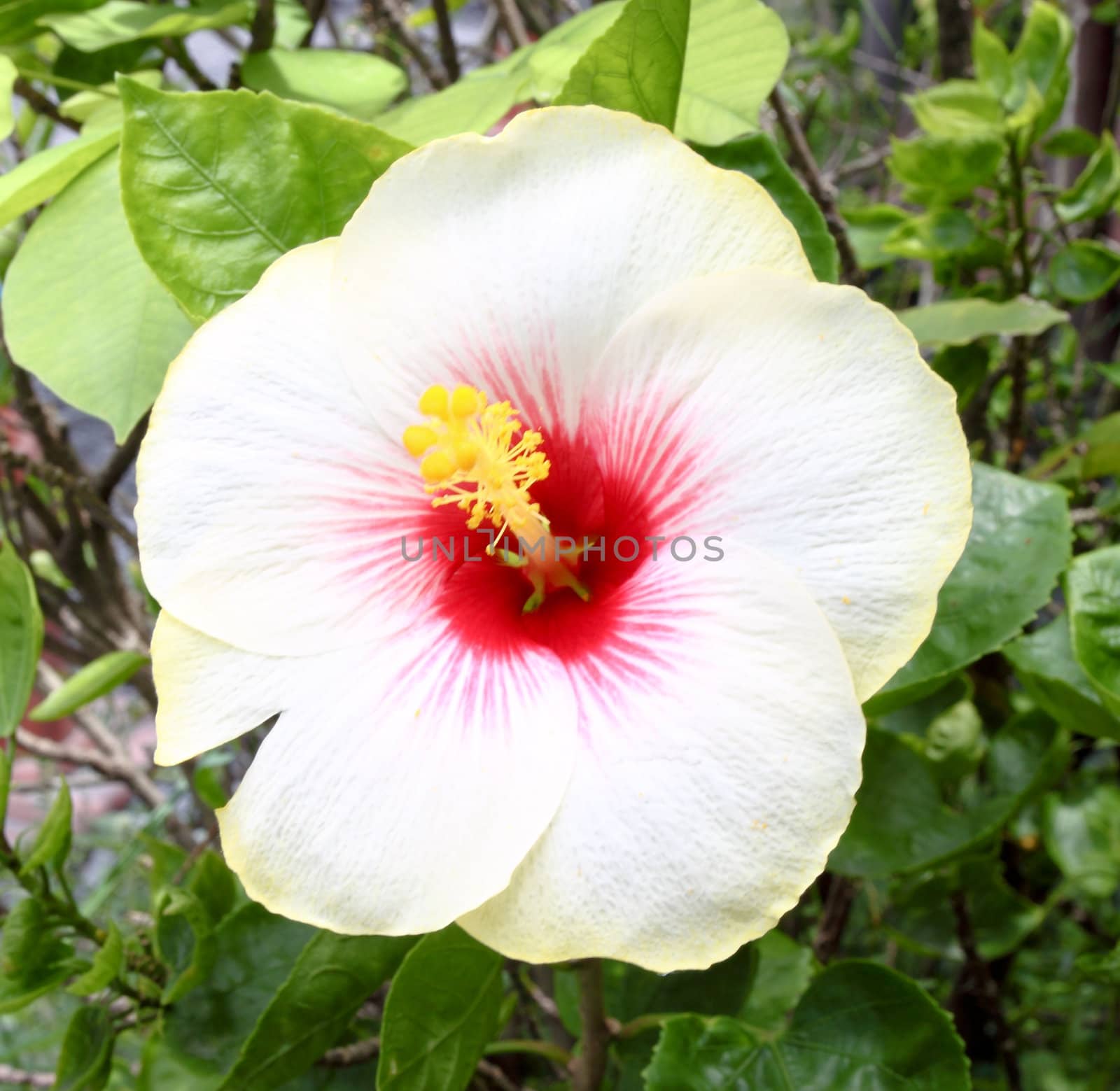 Beautiful tropical white hibiscus and its leaves