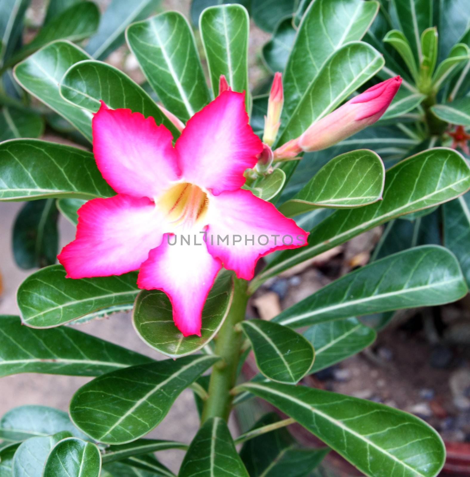 Tropical flower Pink Adenium by geargodz