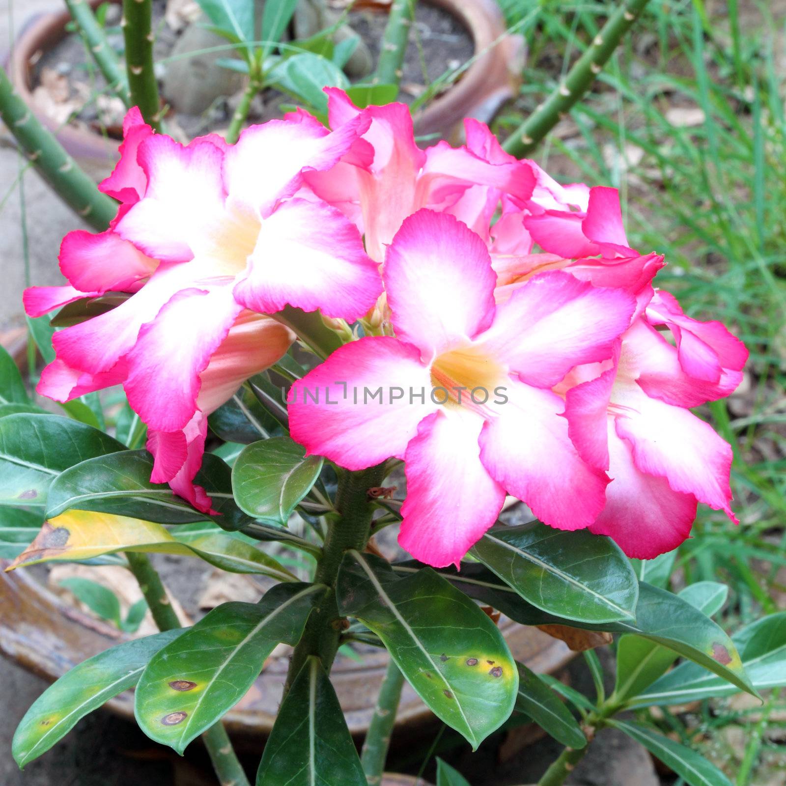 Tropical flower Pink Adenium (Desert rose)