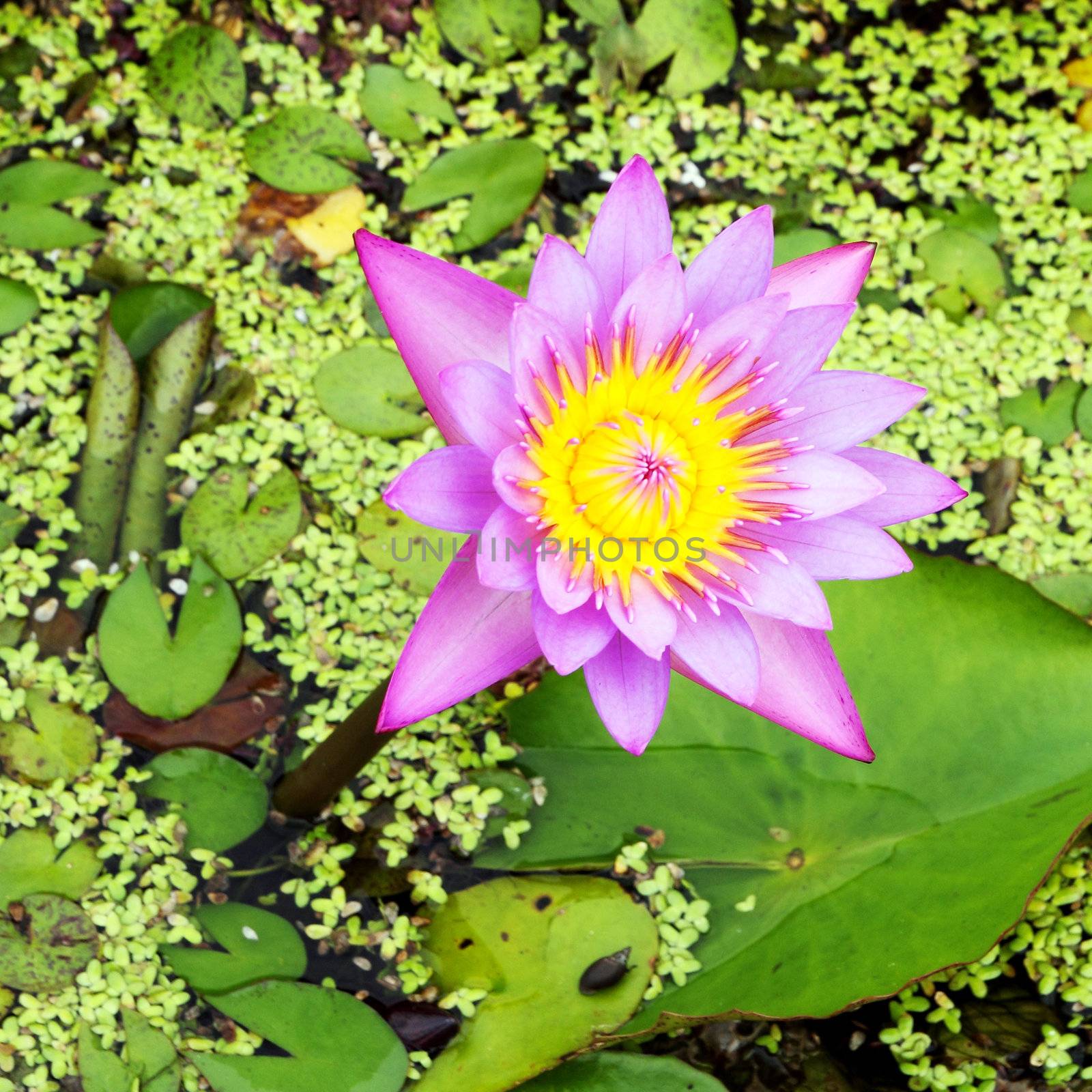 the lotus blooming on lotus pond by geargodz