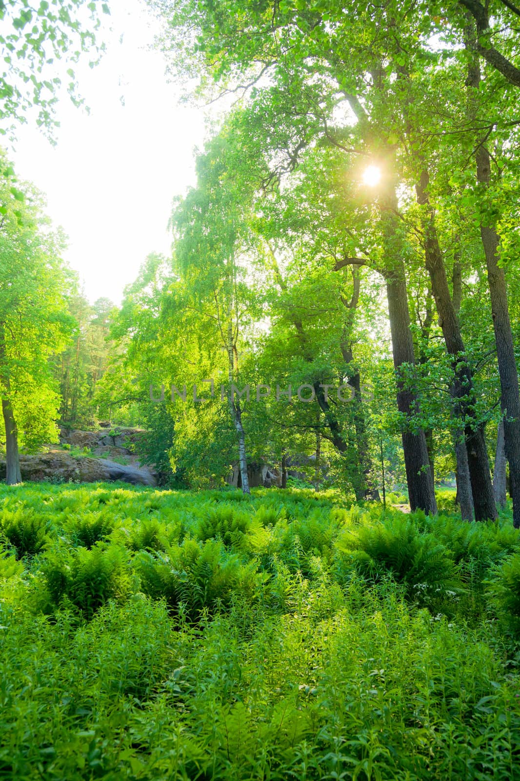 Bright green forest with sun rays passing through the trees