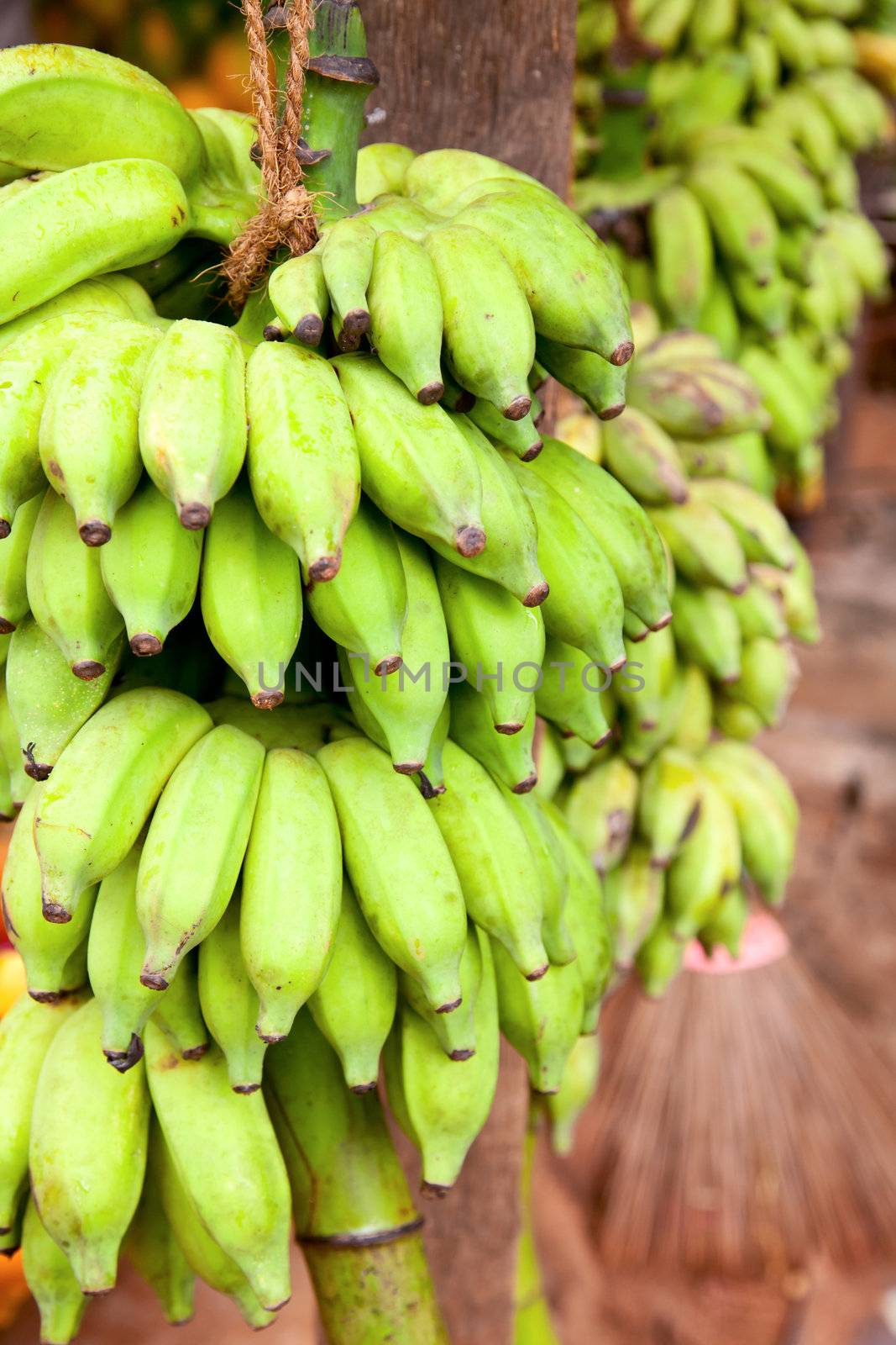 Bunch of green bananas for sale in Sri Lanka