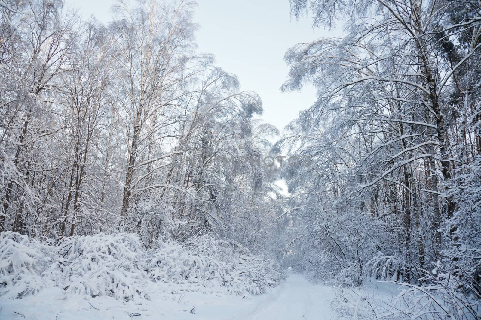 Snowy road at winter park