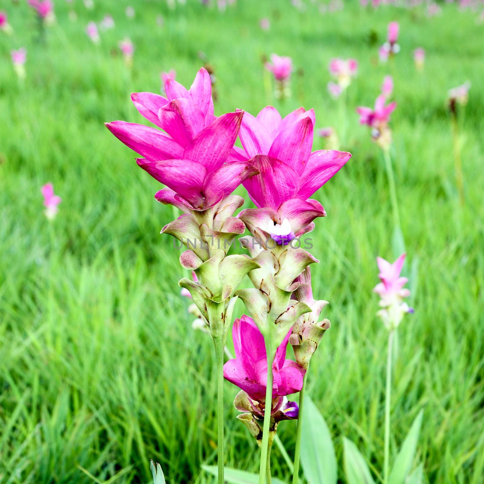 Siam Tulip or Patumma at Chaiyaphum province in Thailand