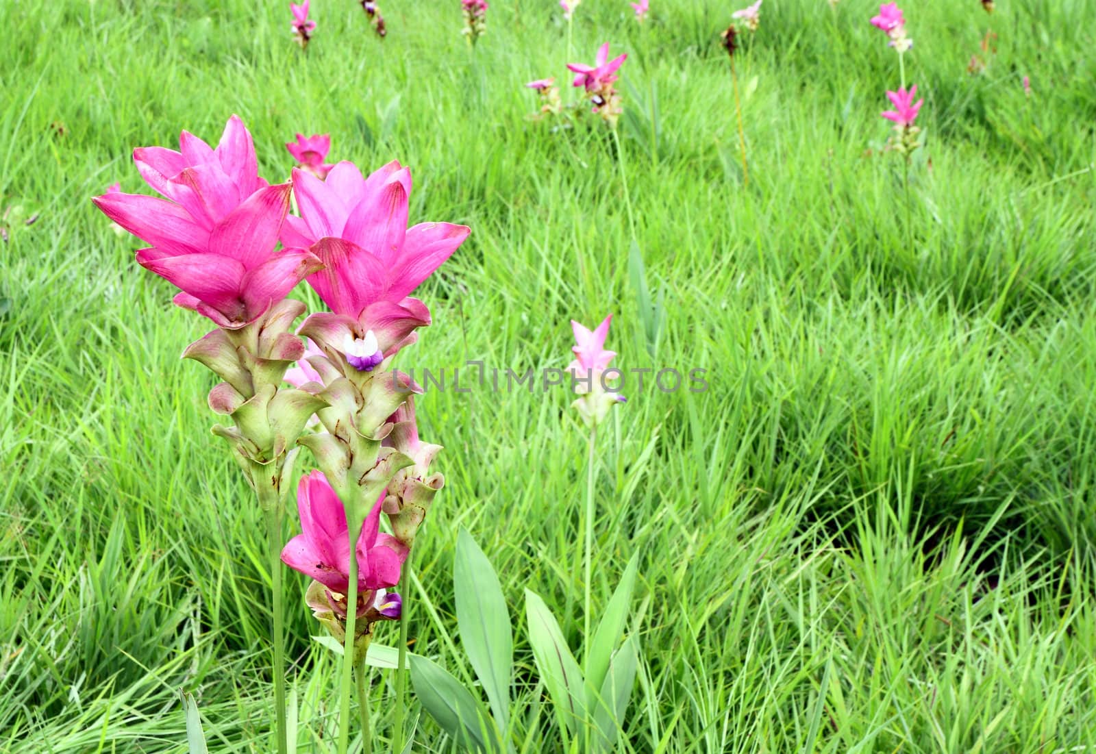 Siam Tulip or Patumma at Chaiyaphum province in Thailand