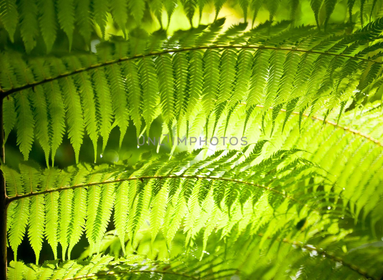 Sun shining through fern leaves in a rainforest in New Zealand
