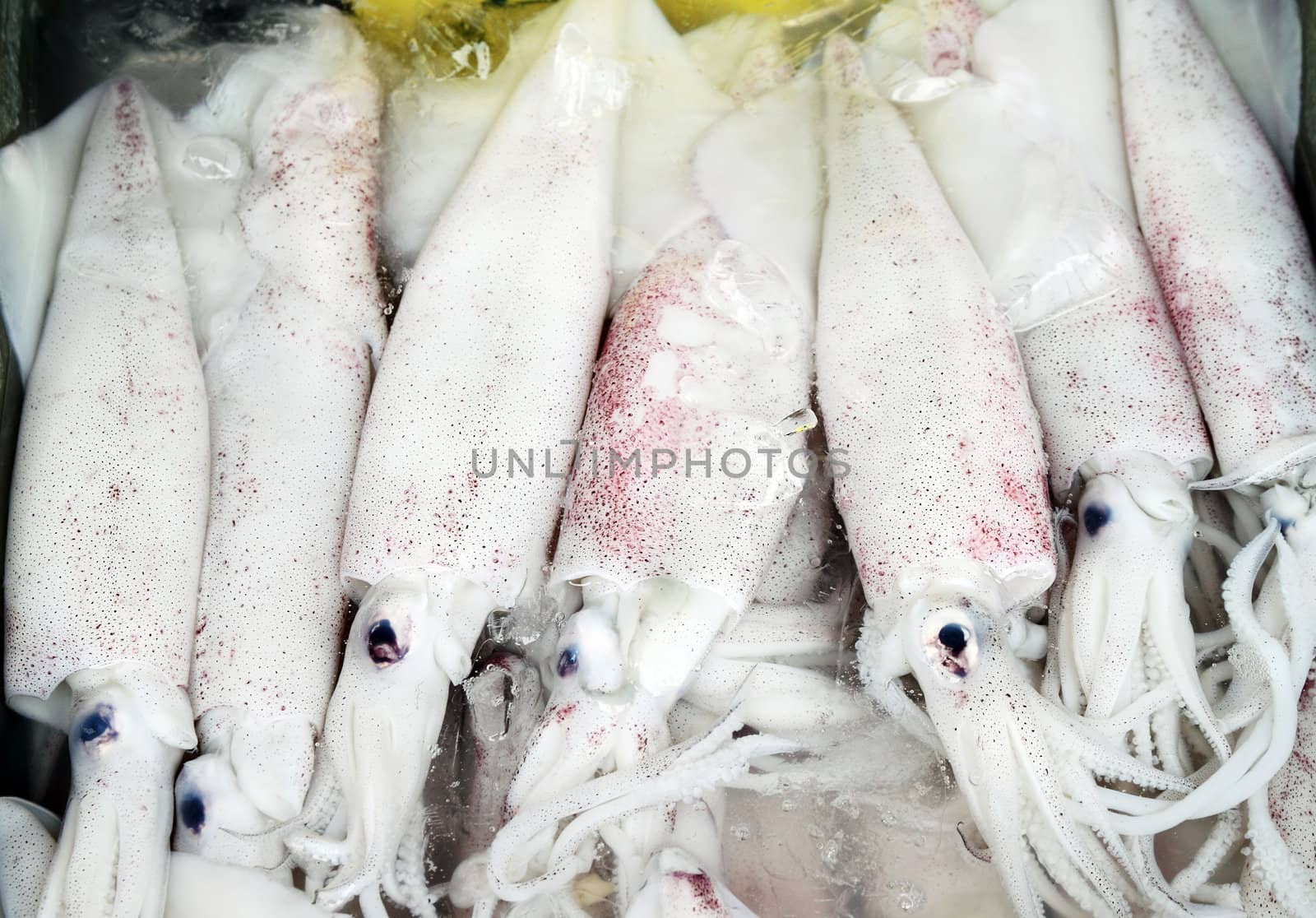 Fresh squids display in the basket fresh seafood in the market