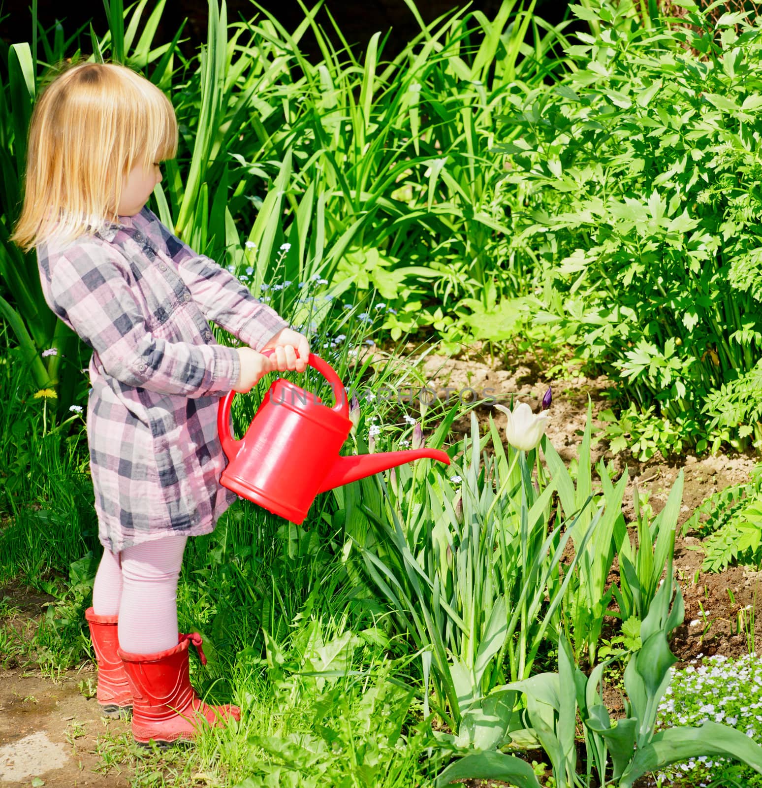 Little girl watering white tulip with red watering can