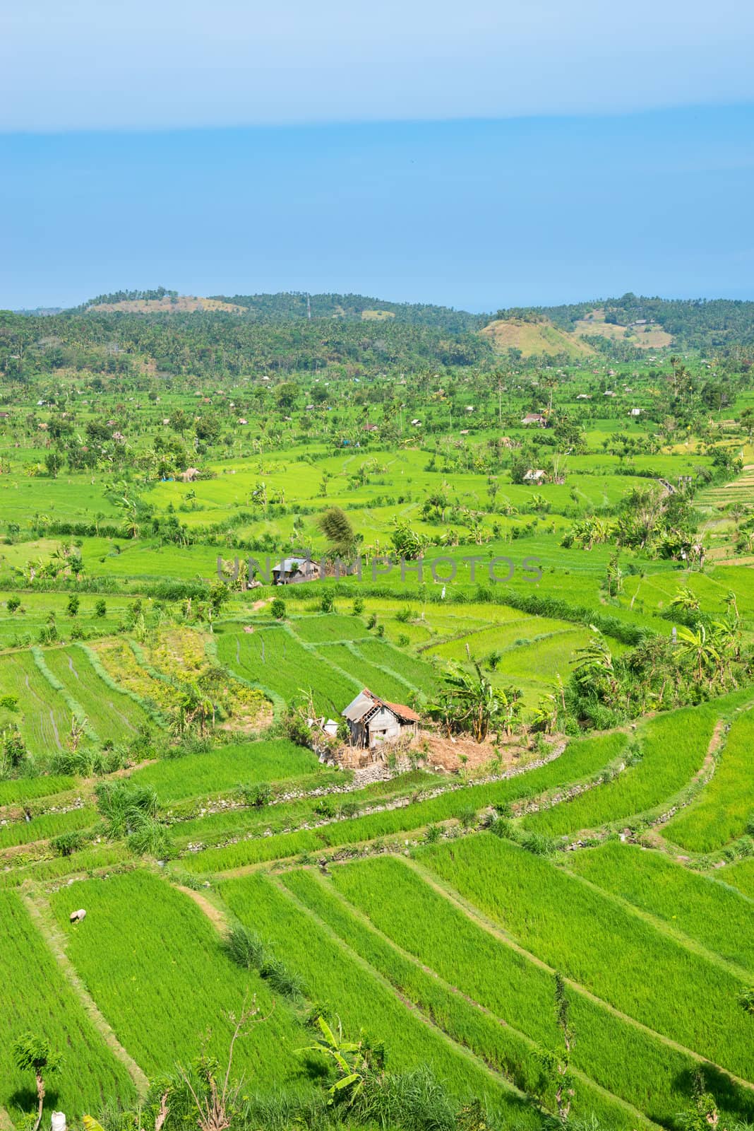 Green rice fields terraces by iryna_rasko