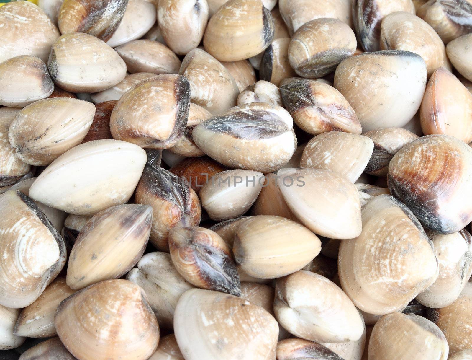 clams for sale in a market