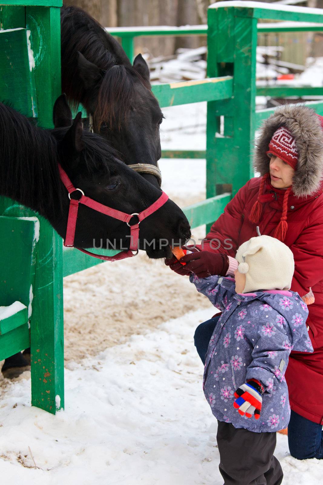 Young woman with a little girl feeding a horse with carrot