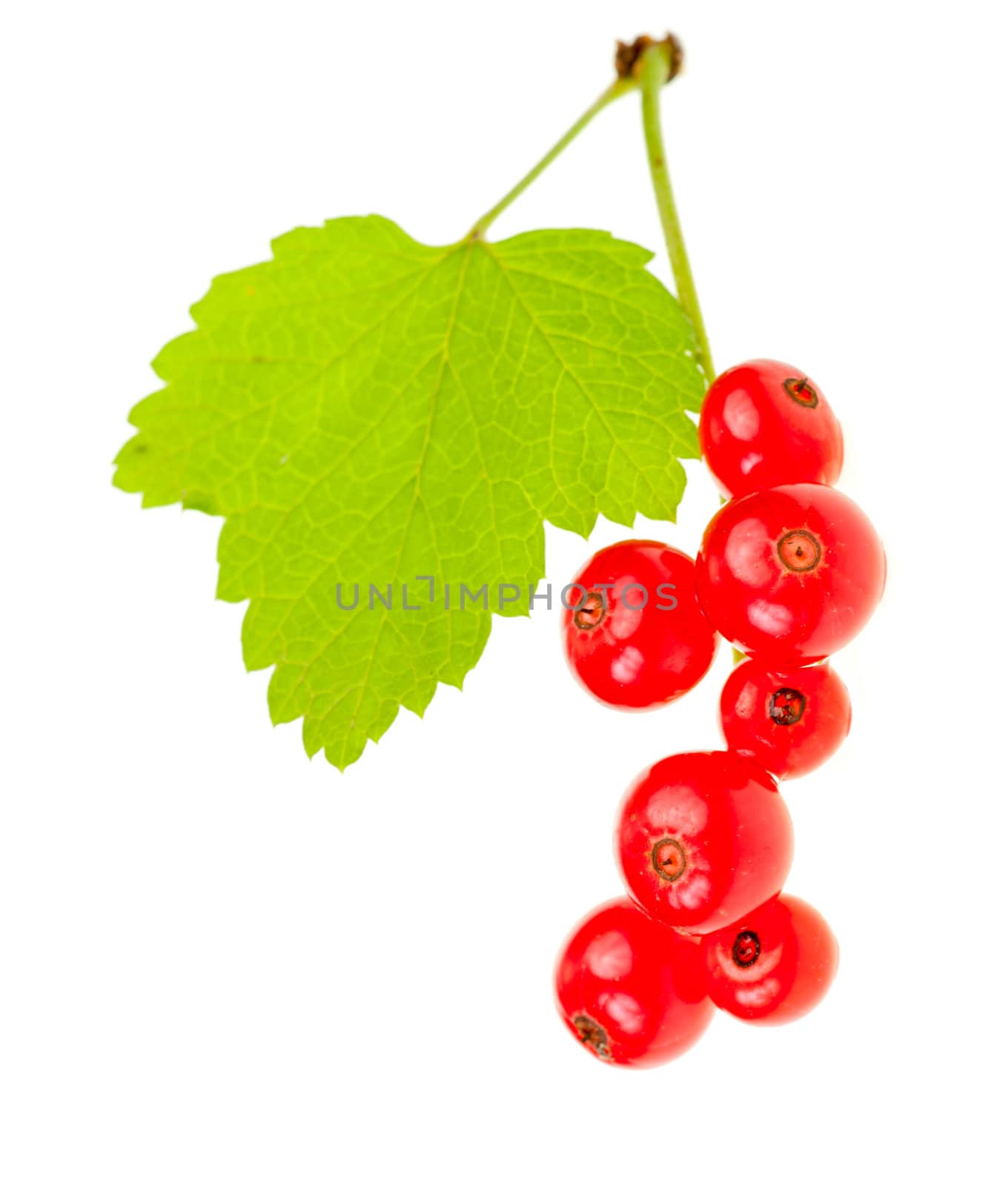 Redcurrant berries with leaf on white background