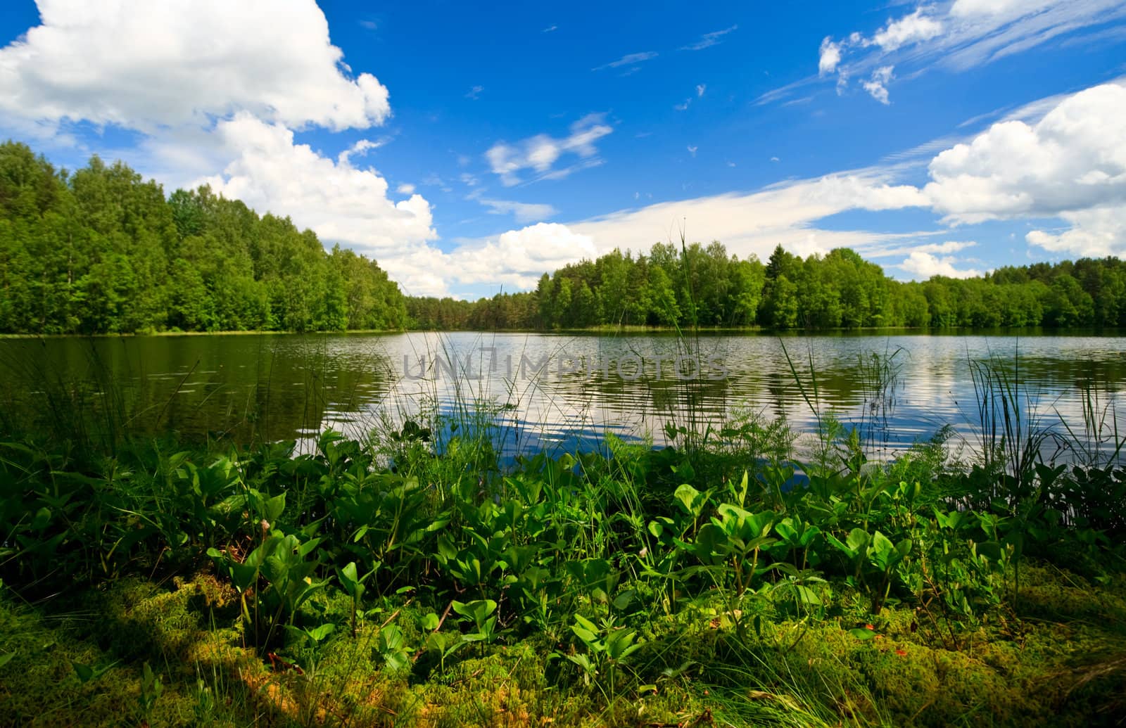 Summer day at remote forest lake