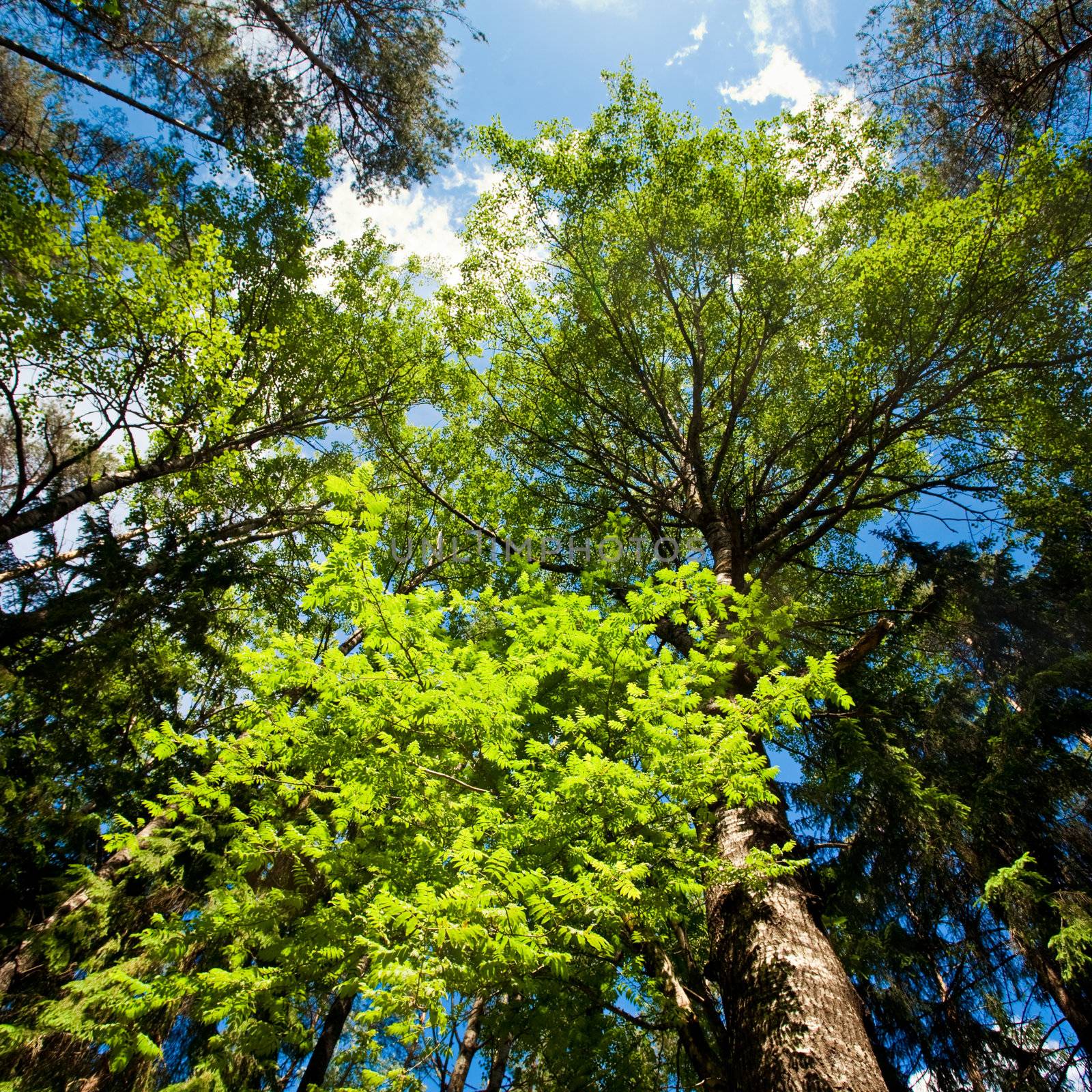 Trees at sunny summer forest