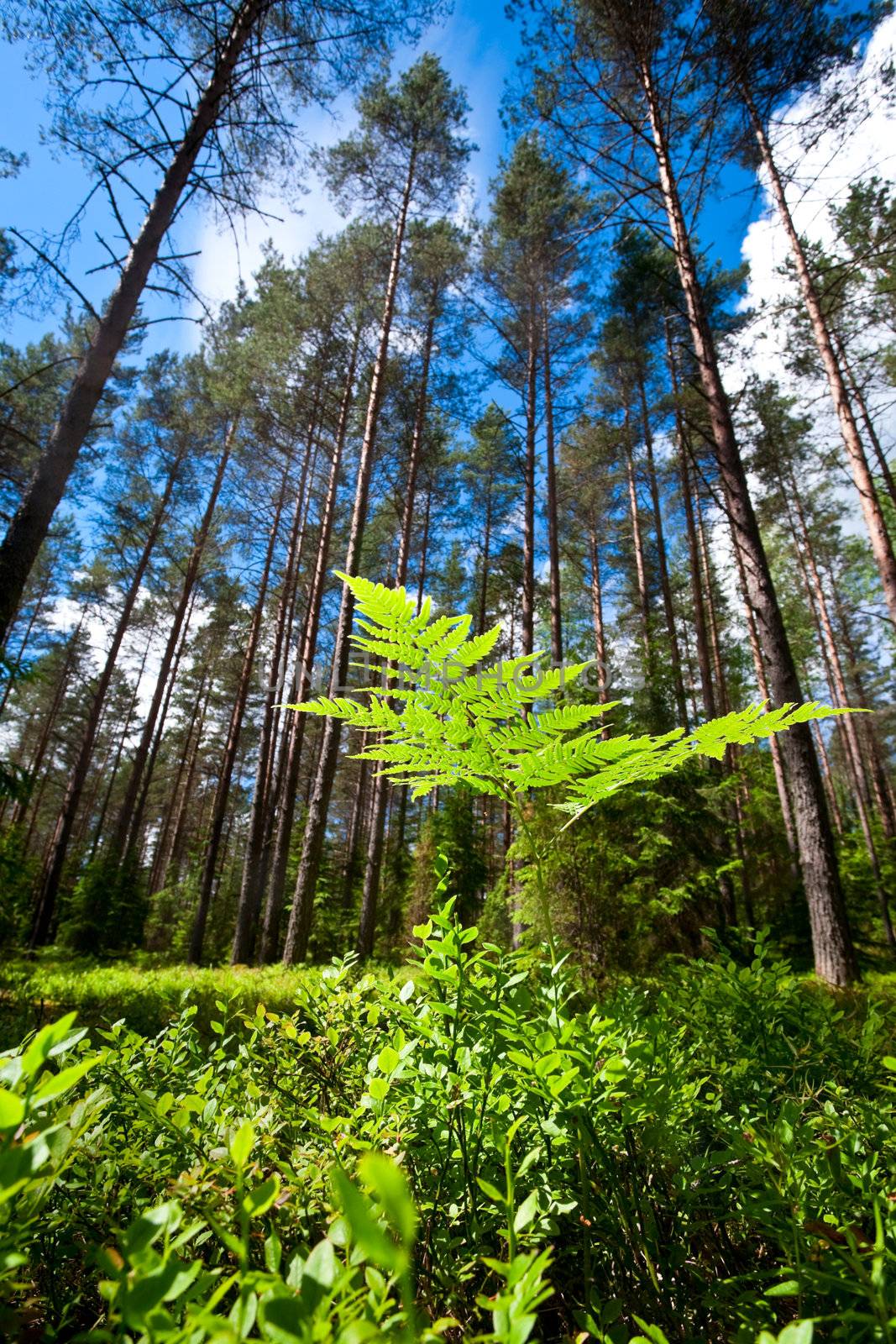 A fern at sunny summer forest