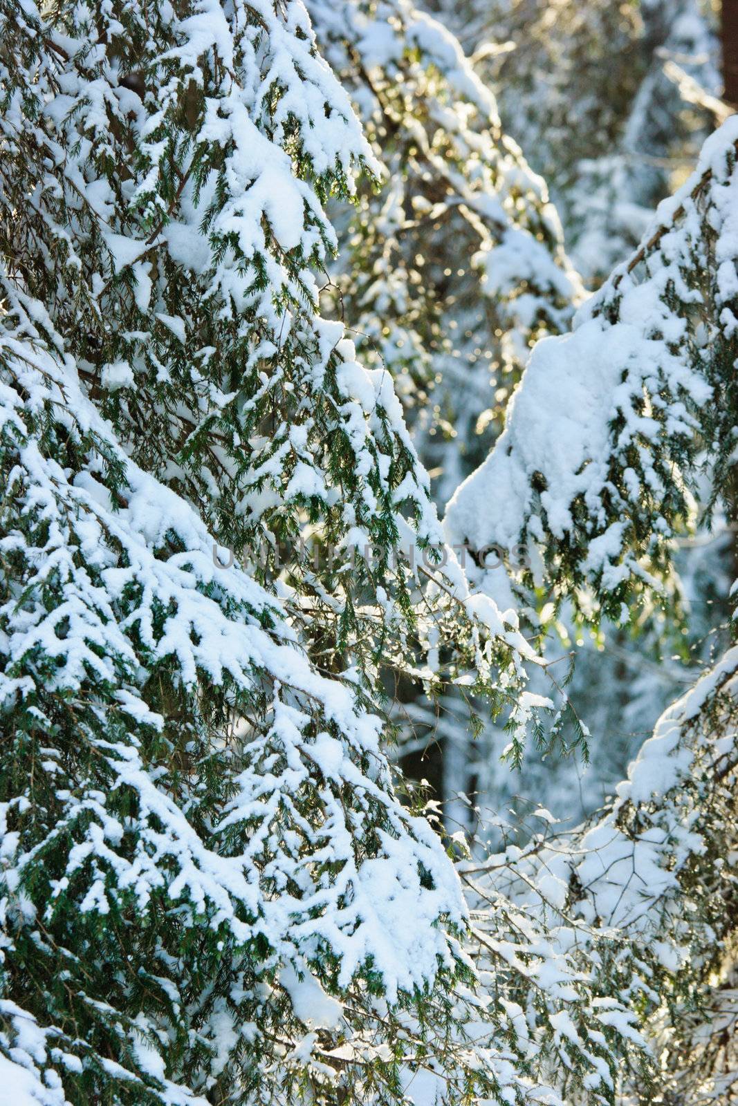 Winter forest by naumoid