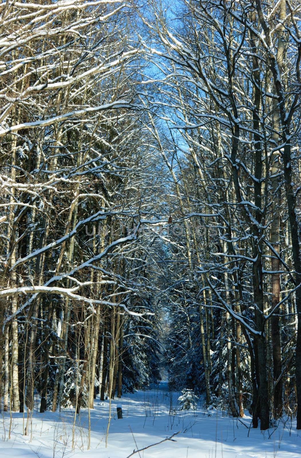 Overgrown glade at winter forest