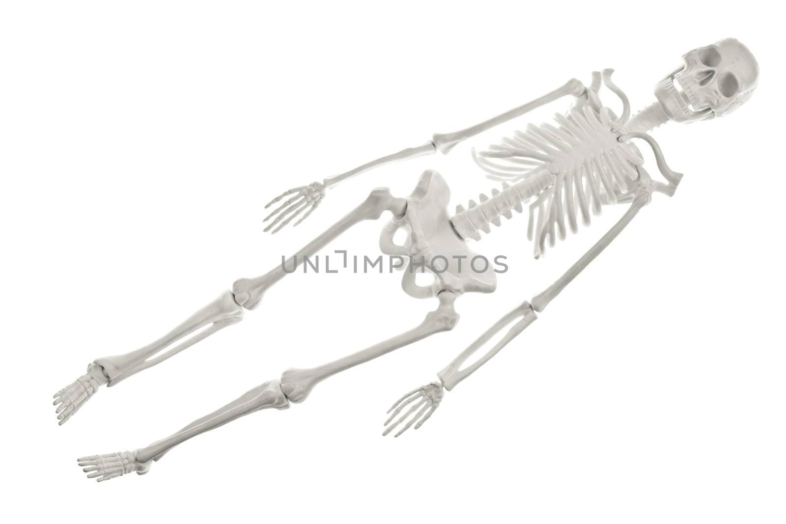 Plastic human skeleton model on white background