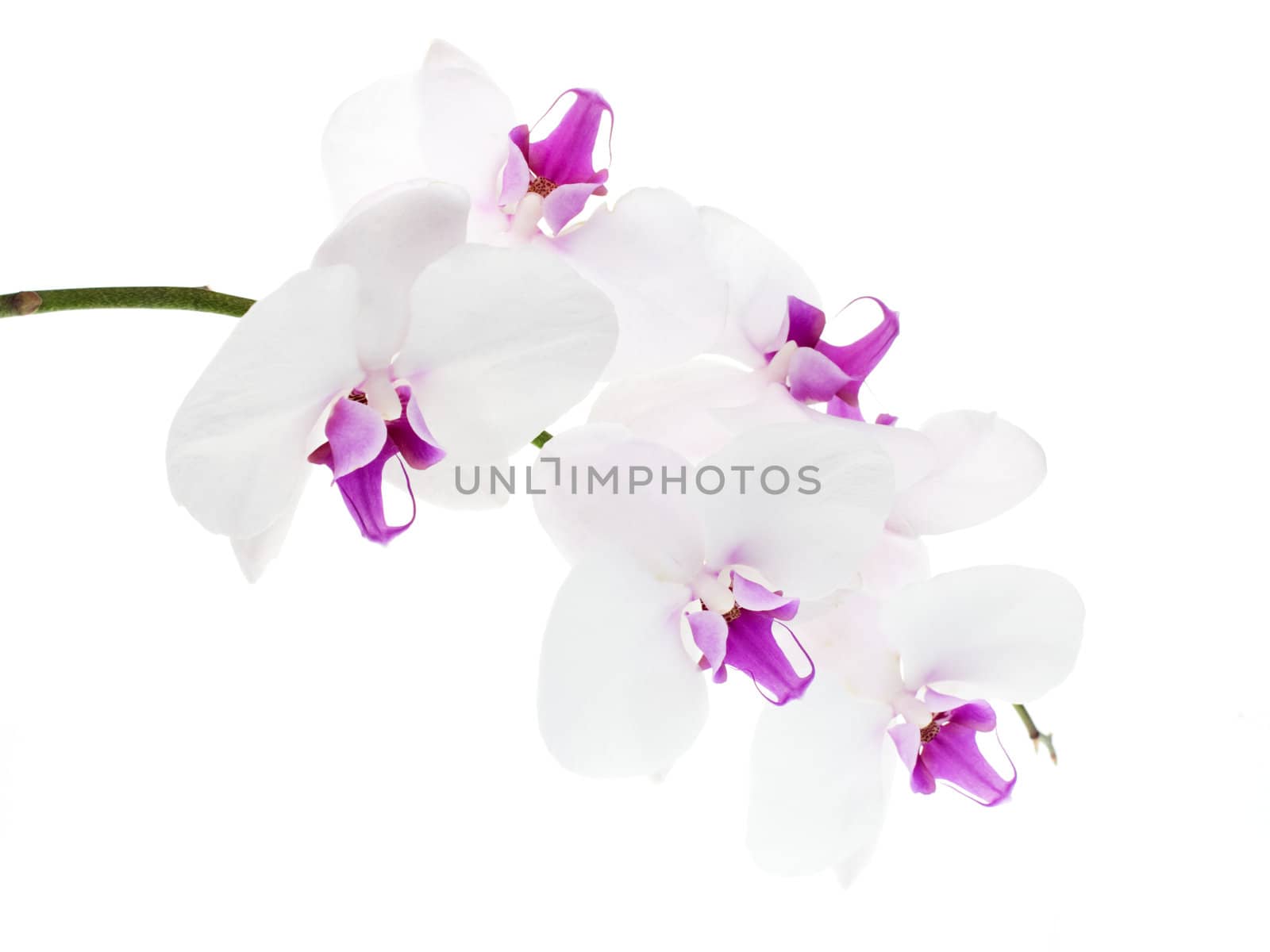 White orchid isolated on white background