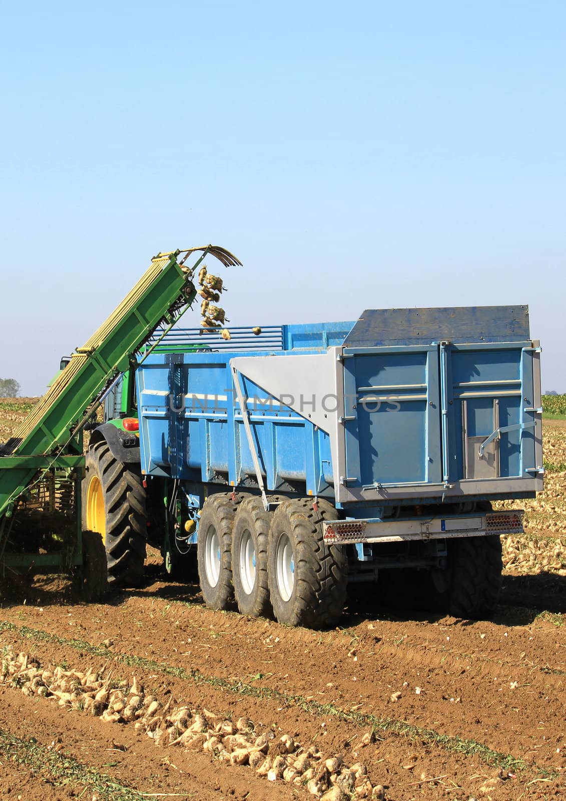 Sugar beet harvest with a tractor and a truck