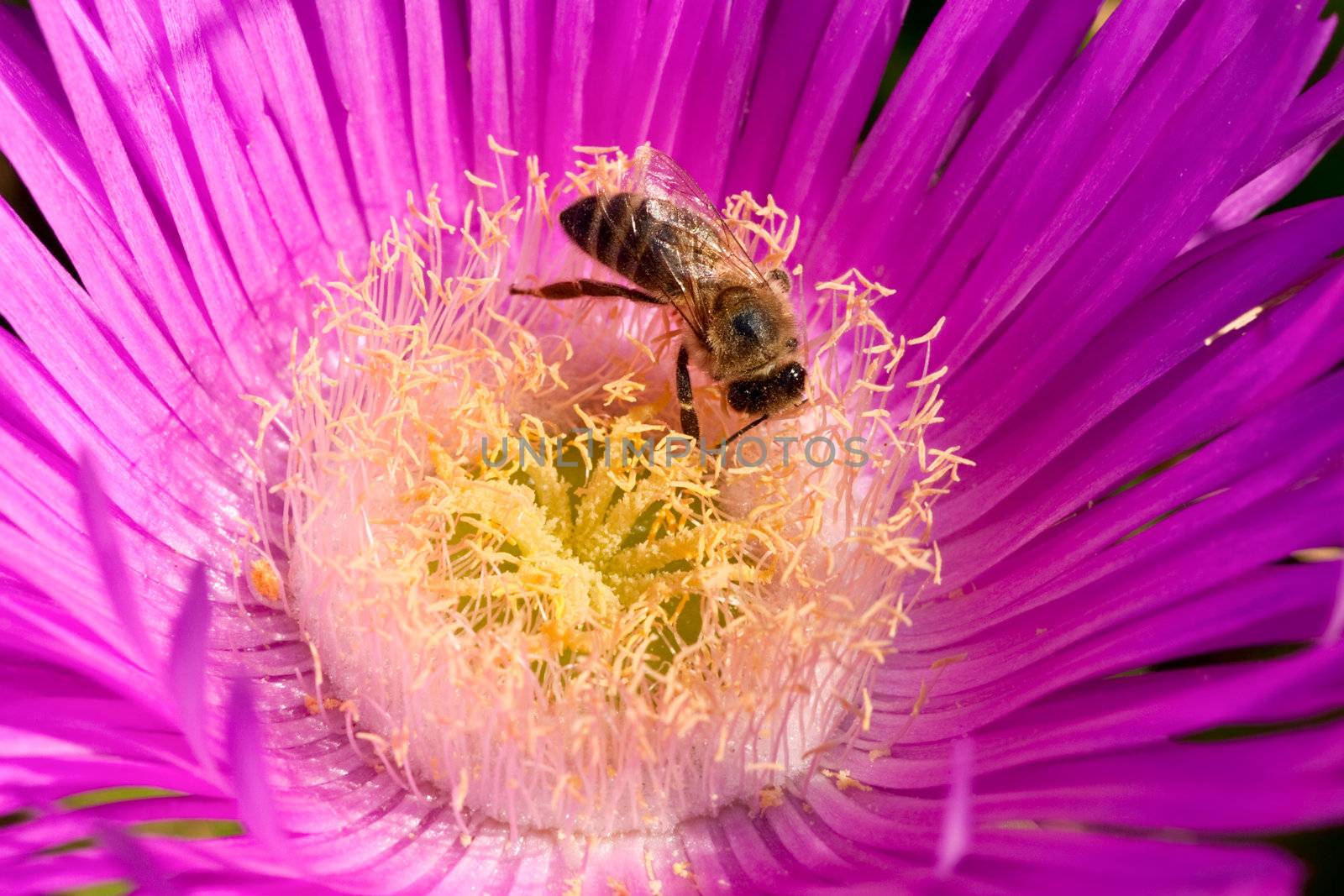Honey bee collecting pollen from purple flower