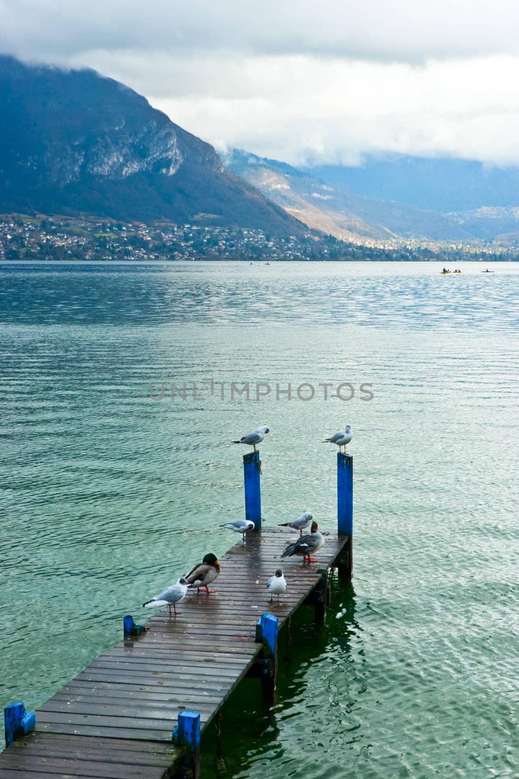 Birds on wooden pier at Lake Annecy, Haute-Savoie, France