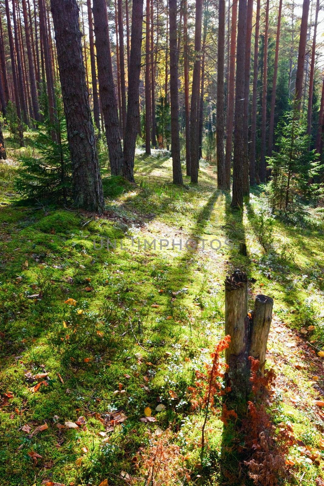 Sunny forest by naumoid
