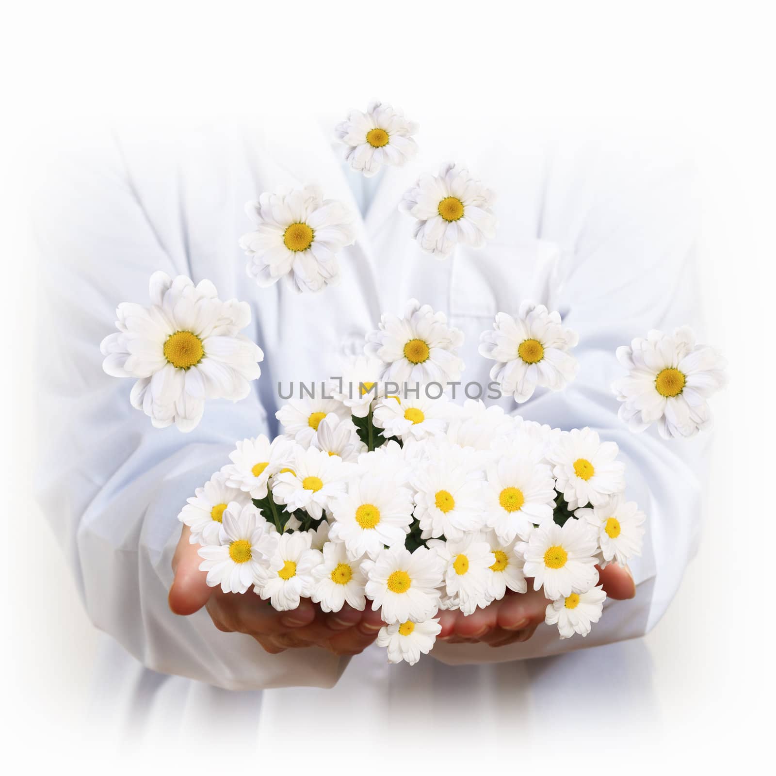 A camomile flower and human hands illustration