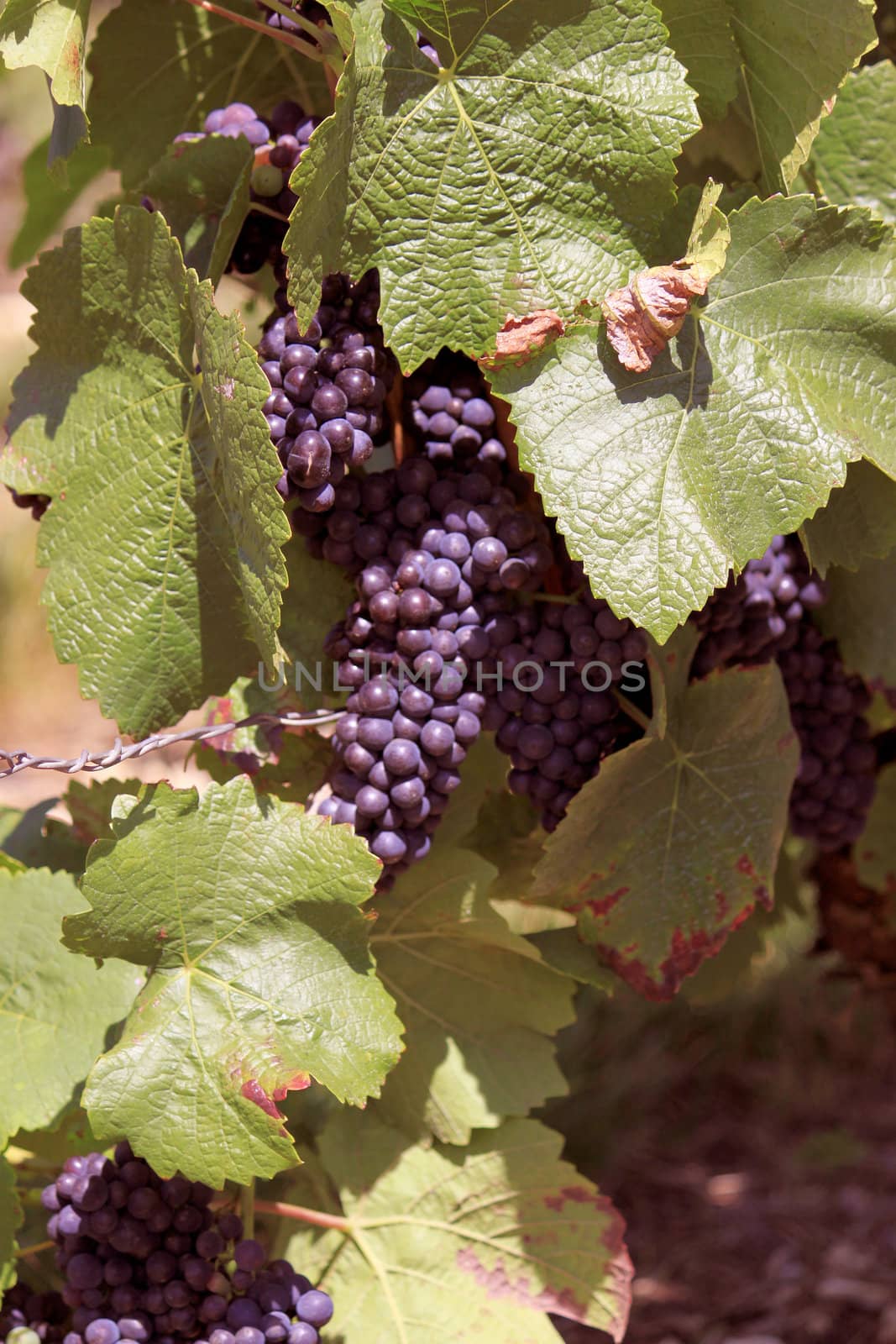 bunches of grapes on vines in a vineyard before harvest