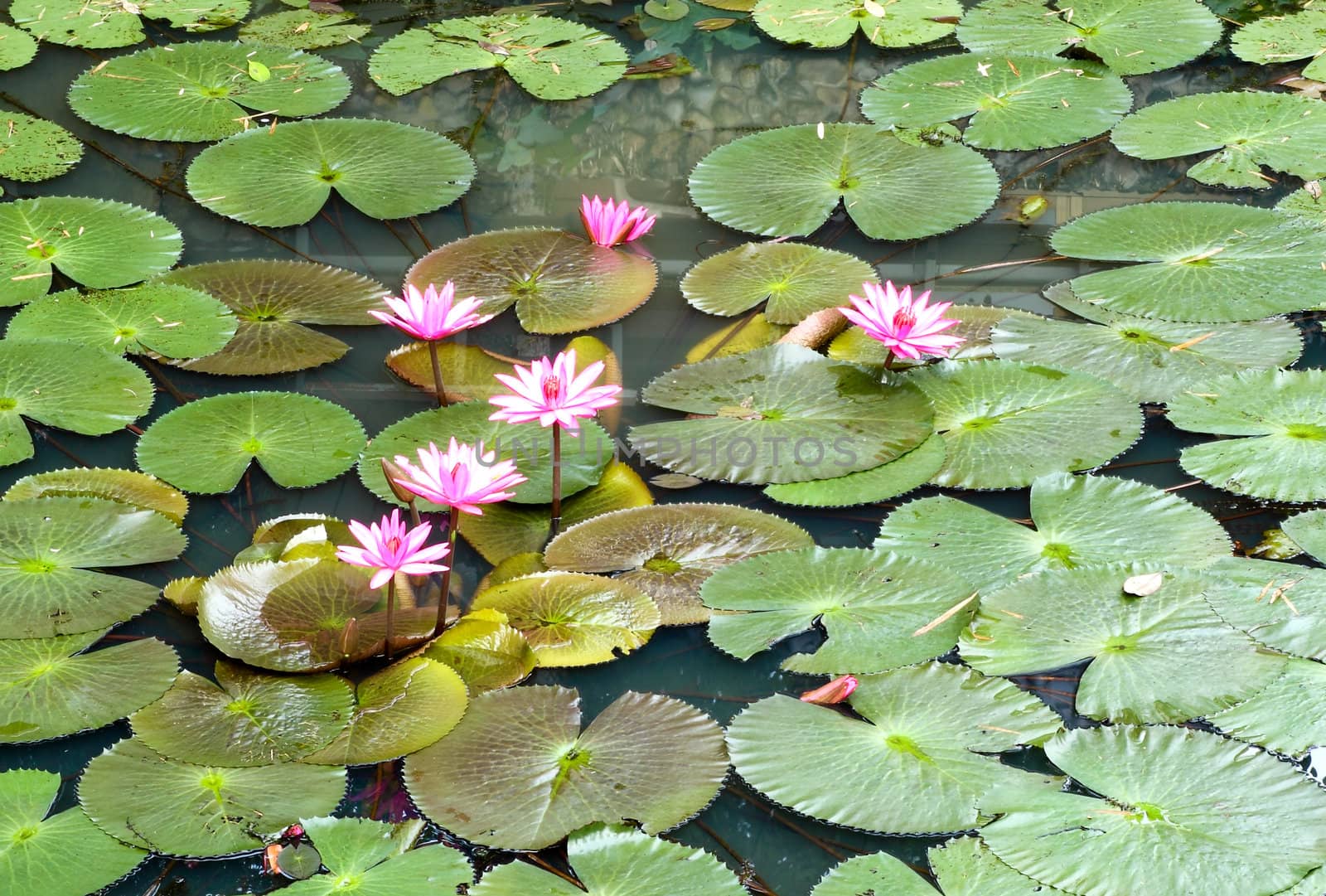 pink lotus flower and leaf