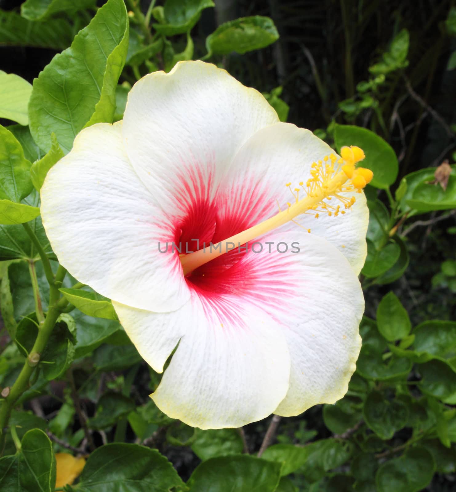 Beautiful tropical white hibiscus and its leaves