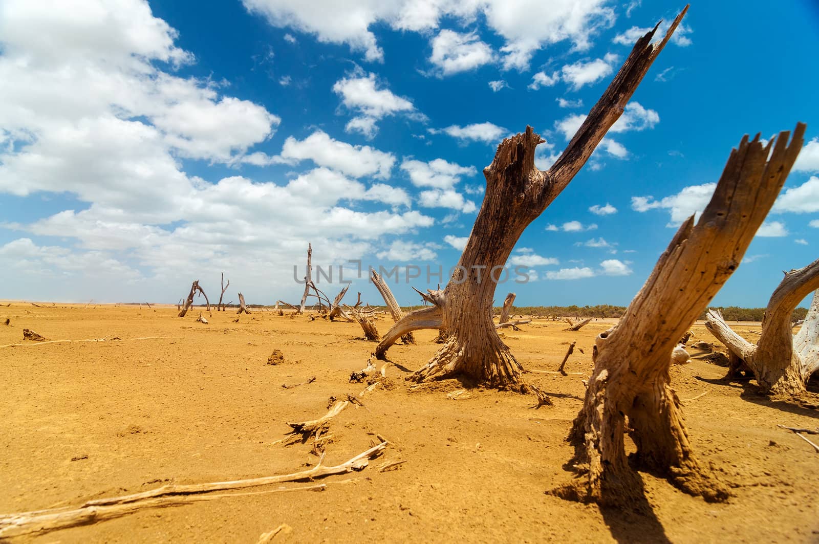 Dead trees in a dry desert wasteland in La Guajira, Colombia