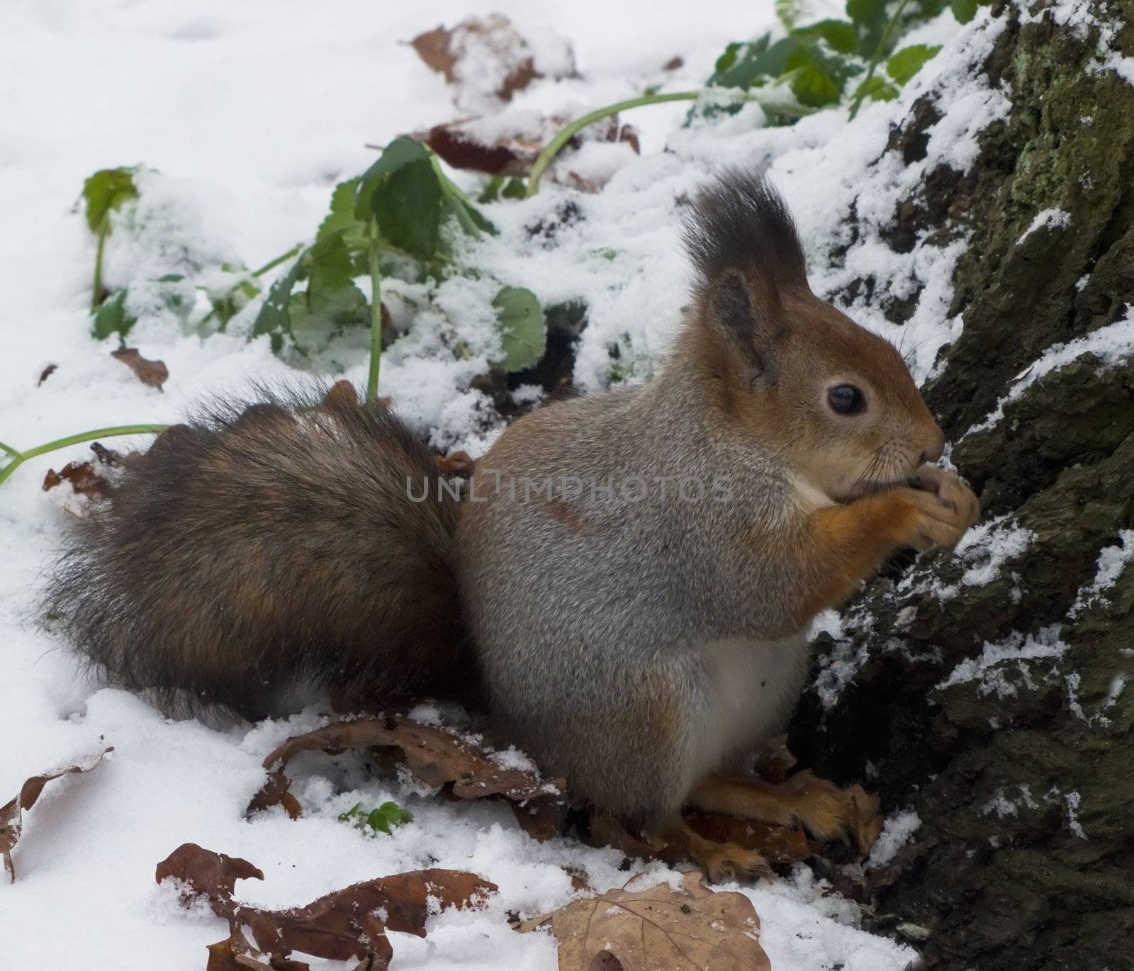 squirrel in the silver coat sitting in the snow