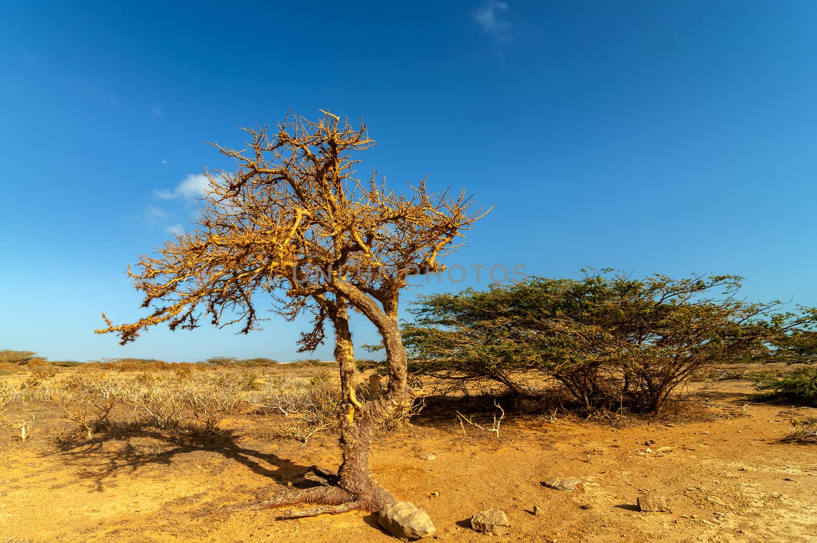 View of a dry twisted tree in a desert in La Guajira, Colombia