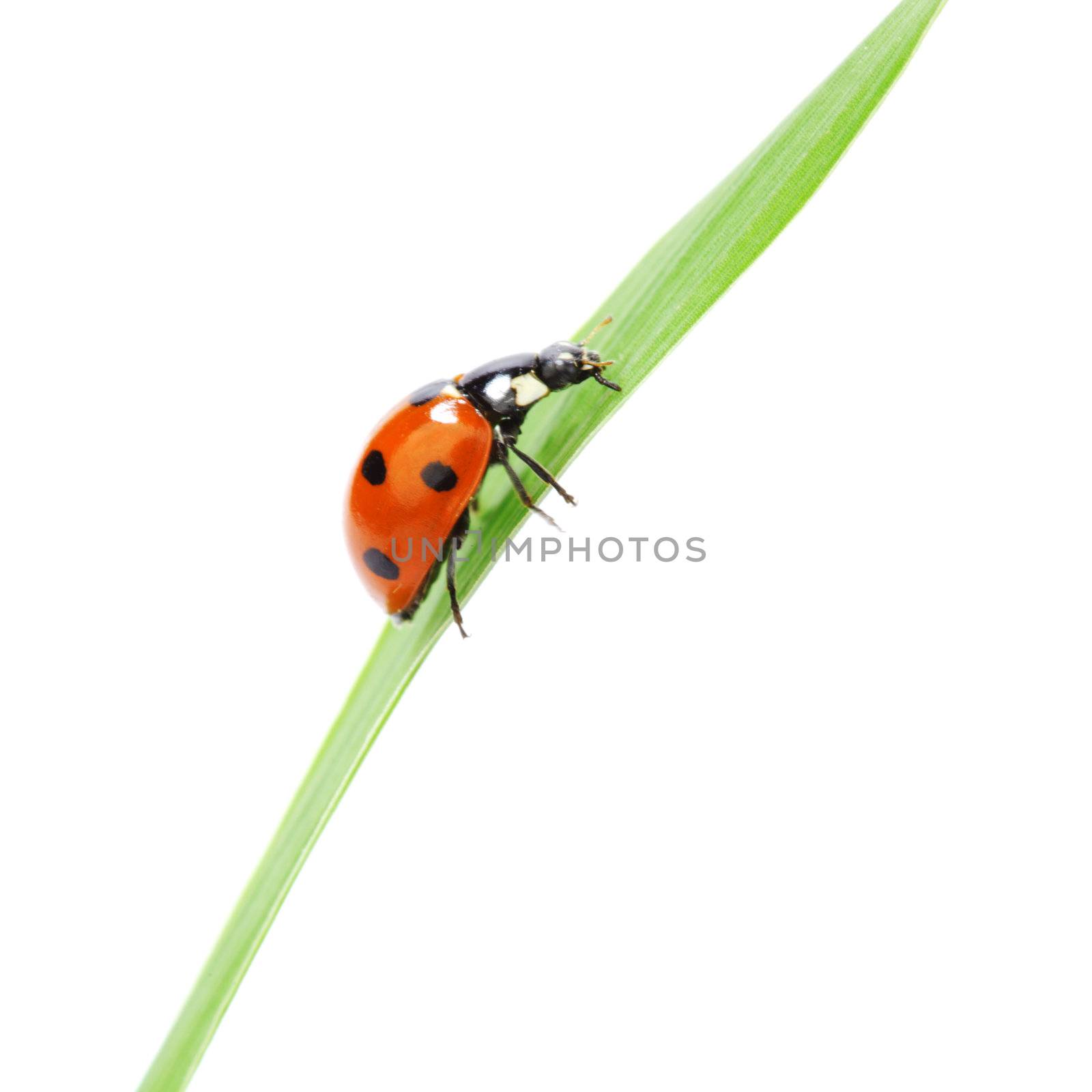 ladybug on grass isolated macro