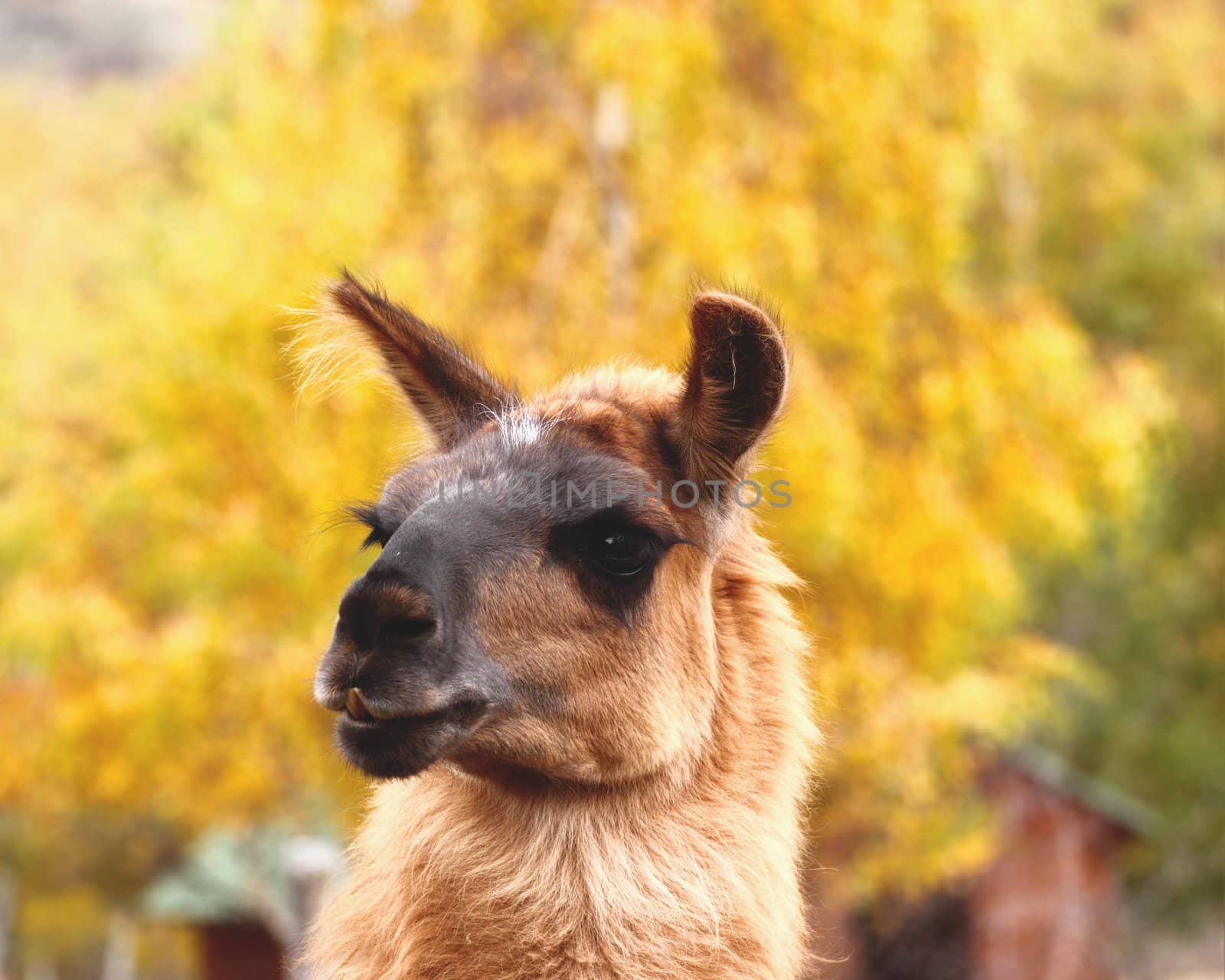 cute portrait of brown spitting llama over autumn forest background