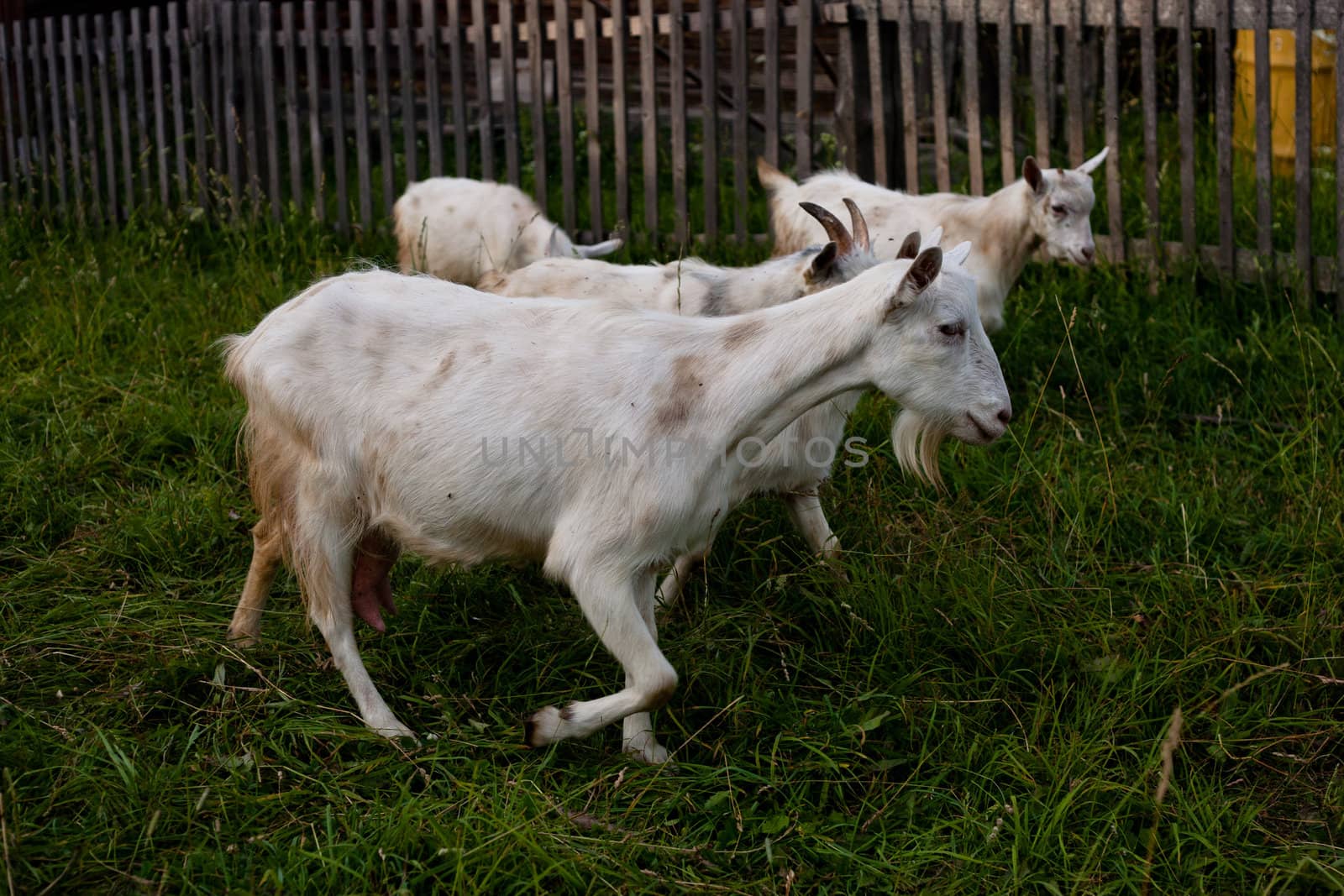 Four white goats in front of a village wooden fence
