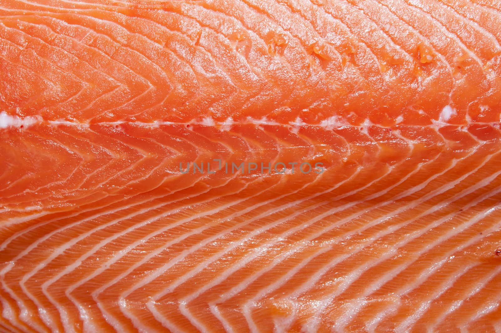 salmon by Lester120