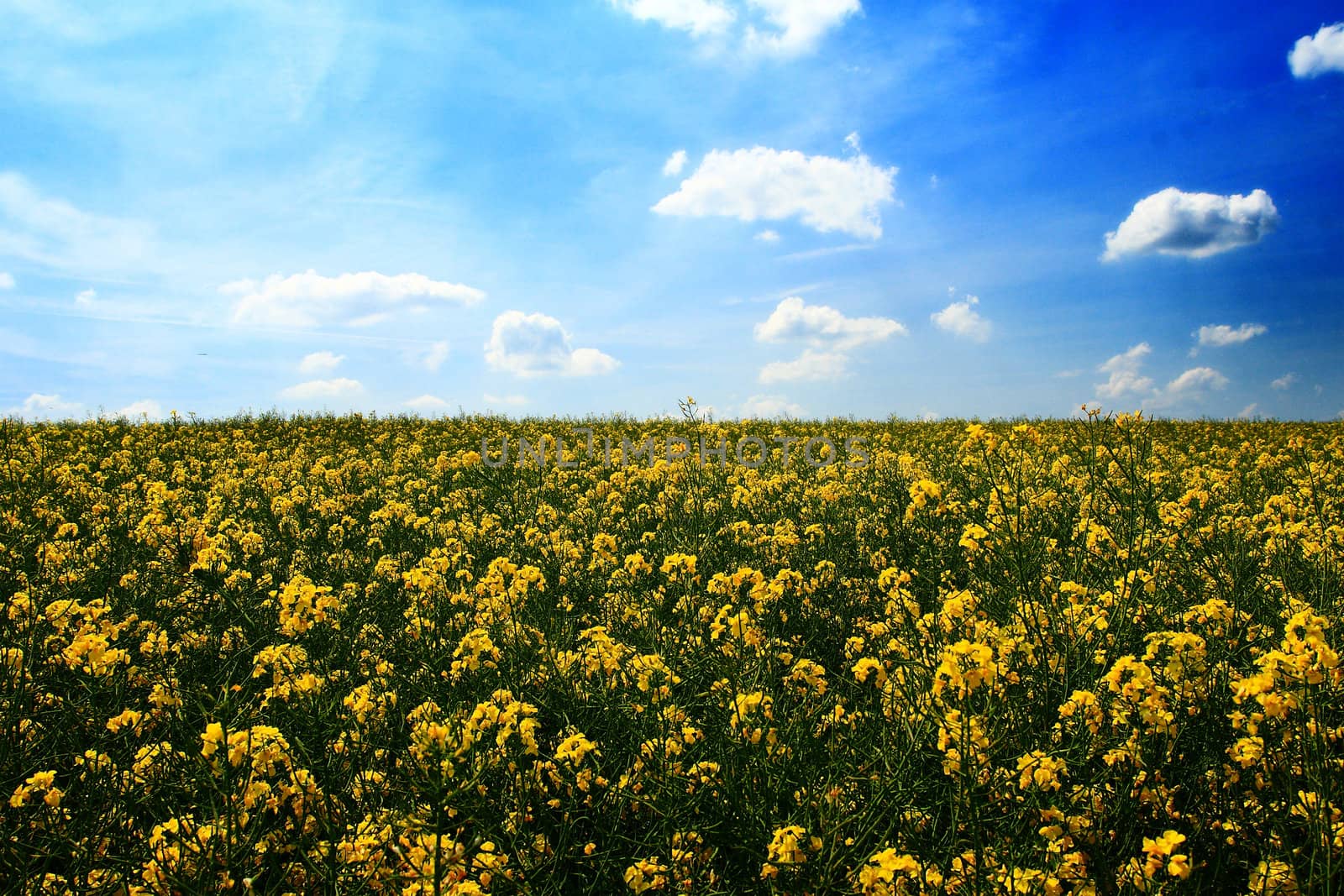 Colourful field of rapeseed