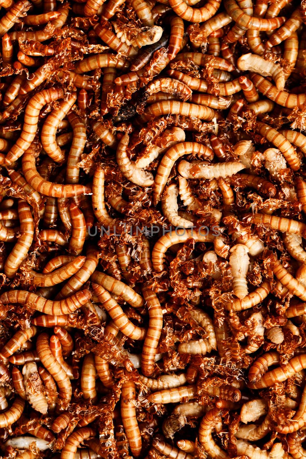mealworms by Nneirda