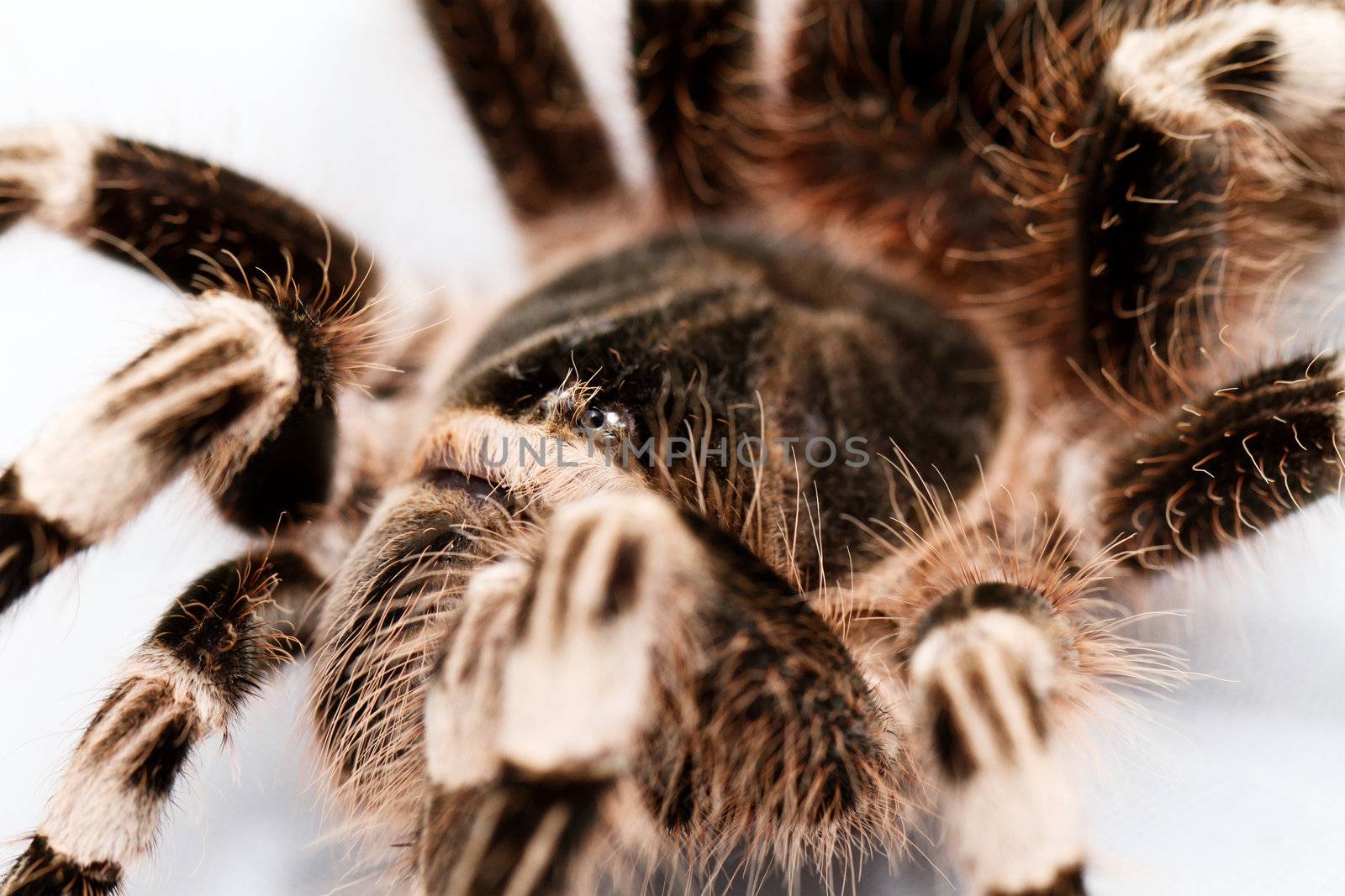 beautiful spider isolated on white background (geniculata)