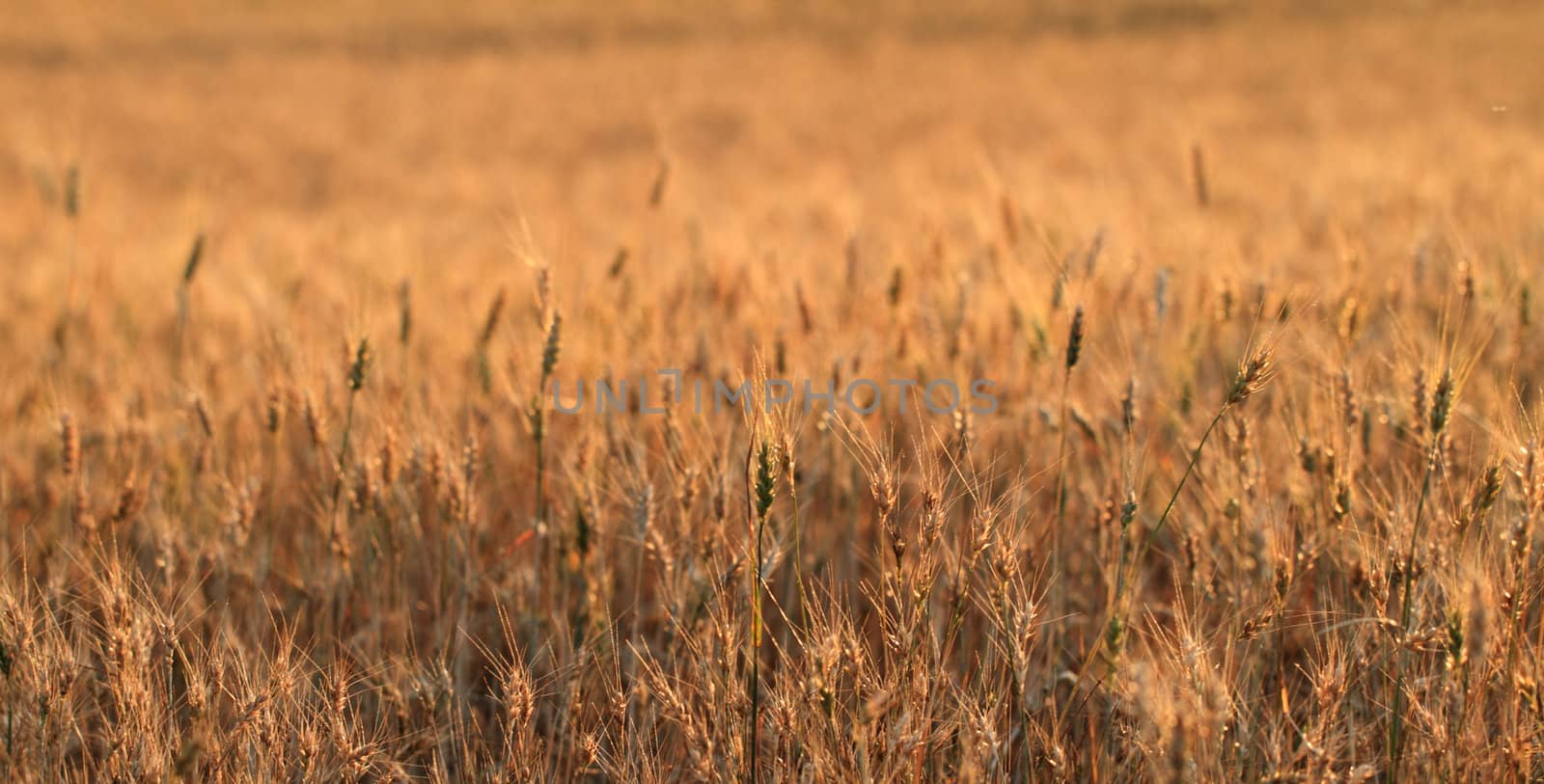 Fields of wheat by Nneirda
