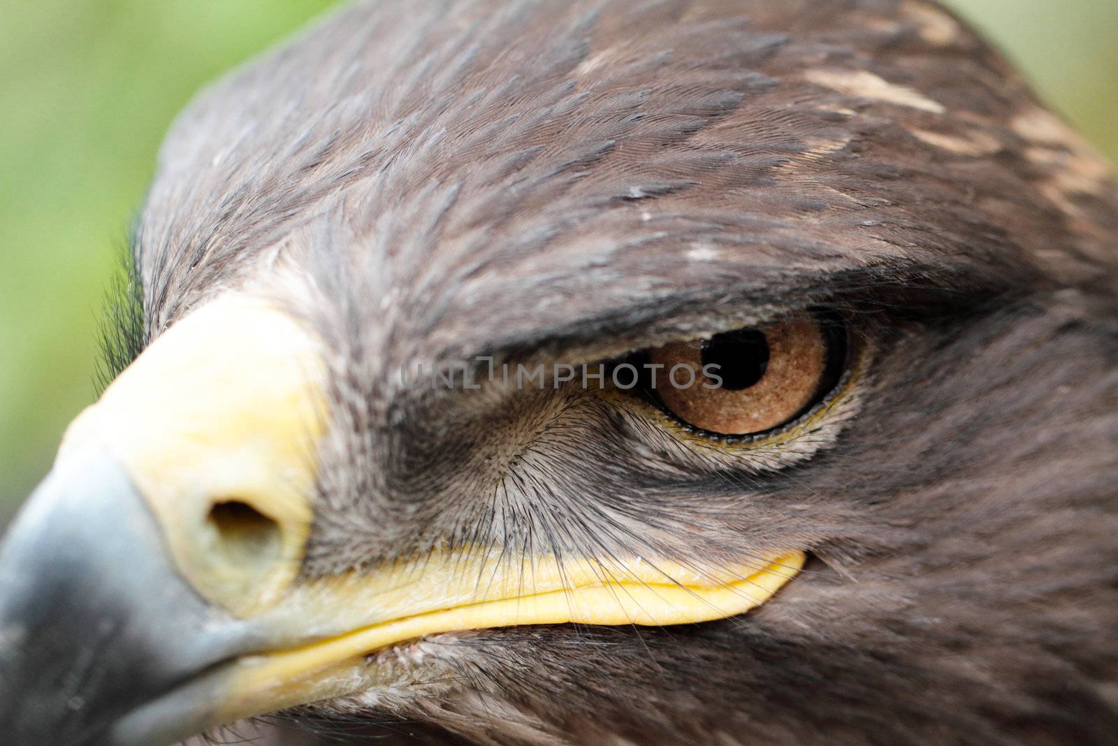 The Steppe Eagle is a bird of prey