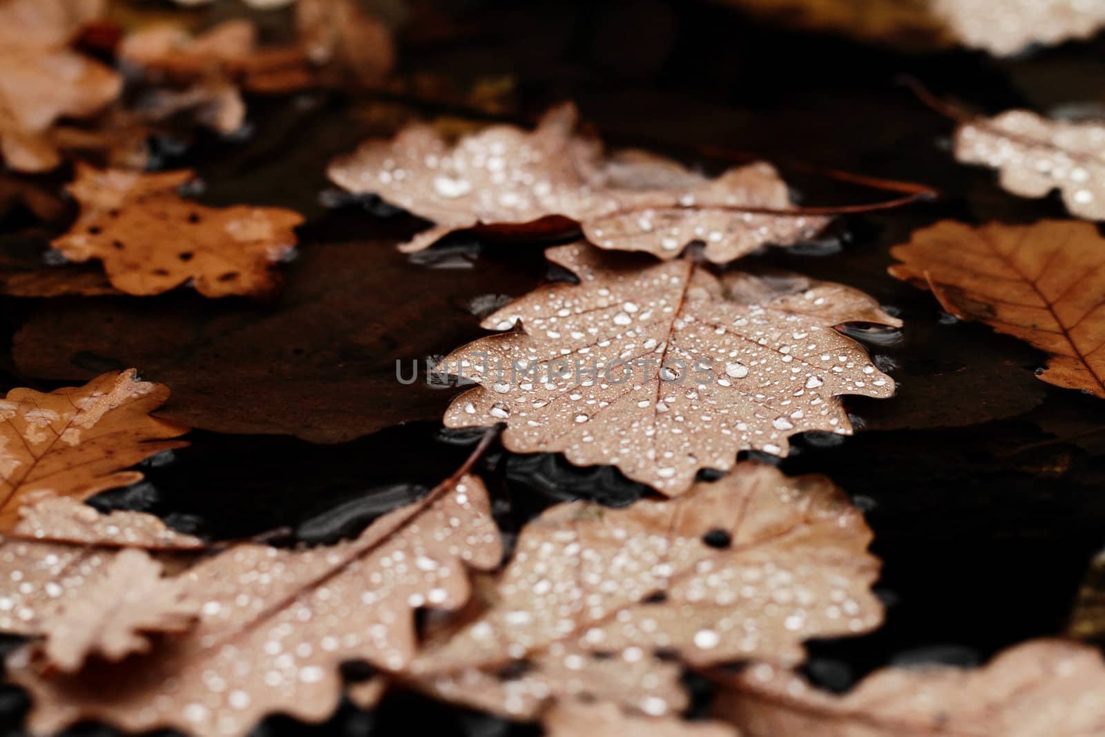 Dewdrops on the dry leaf macro shot