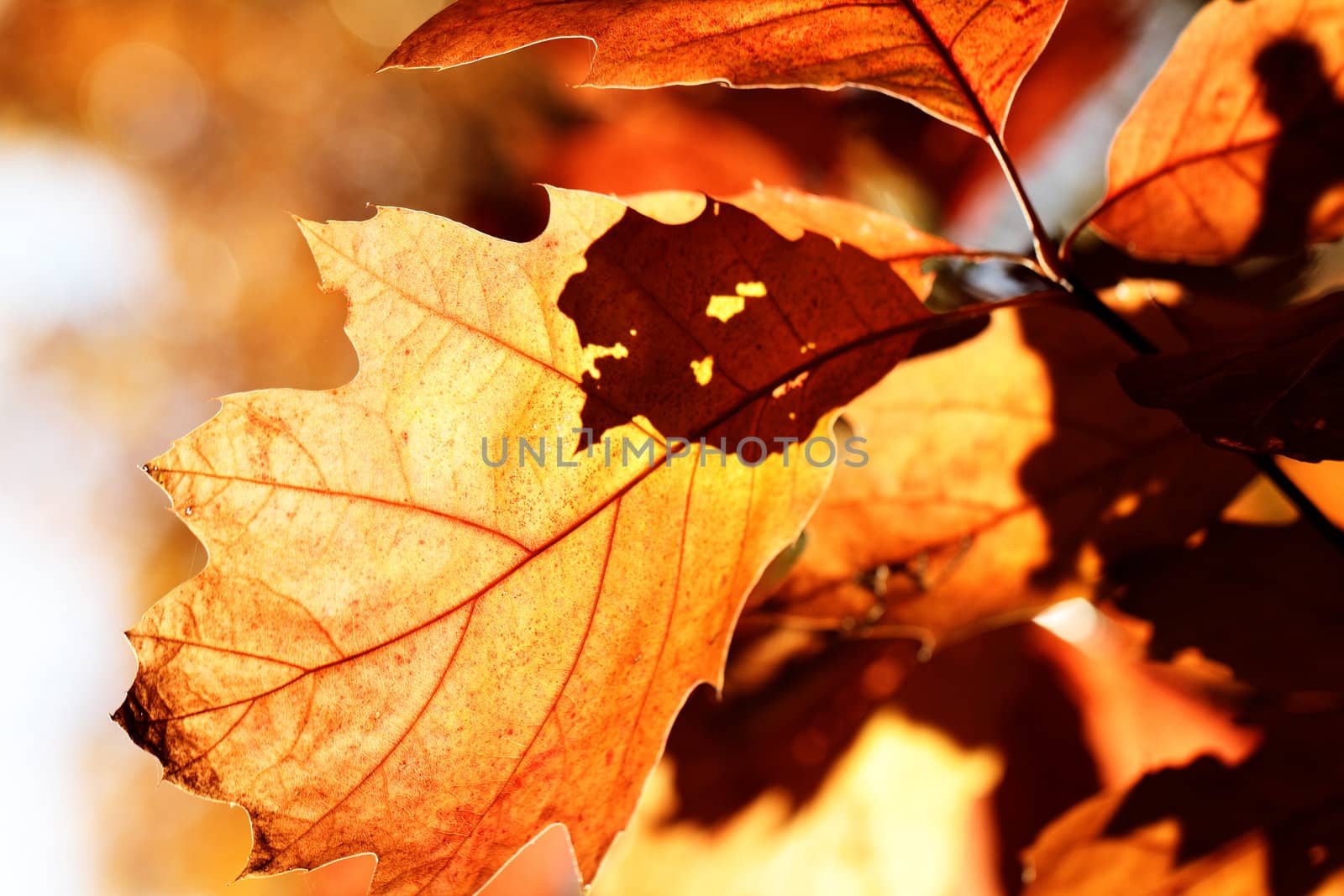 Colorful autumn leaves by Nneirda