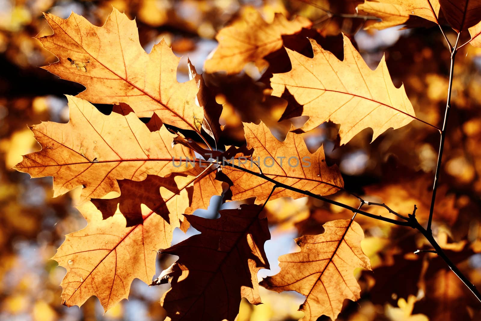 Colorful autumn leaves by Nneirda